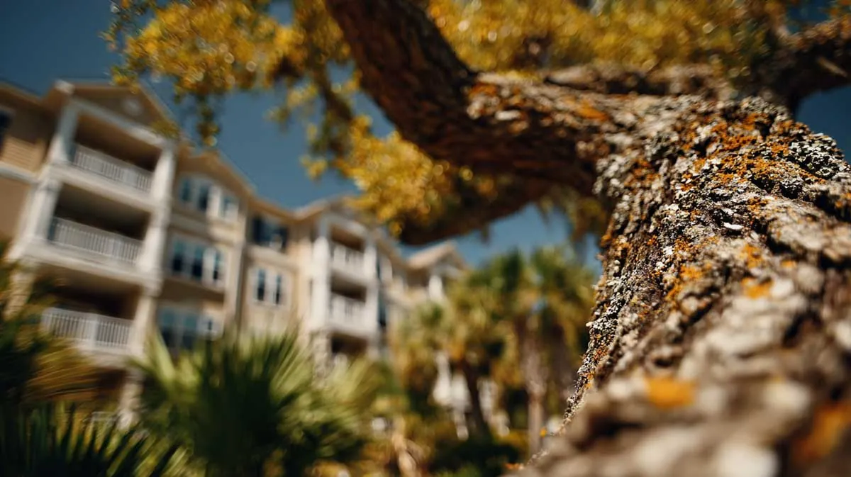 Trees and tree care related to Tree Removal South Daytona FL for Home Safety Trees and tree care related to Tree Removal South Daytona FL for Home Safety
