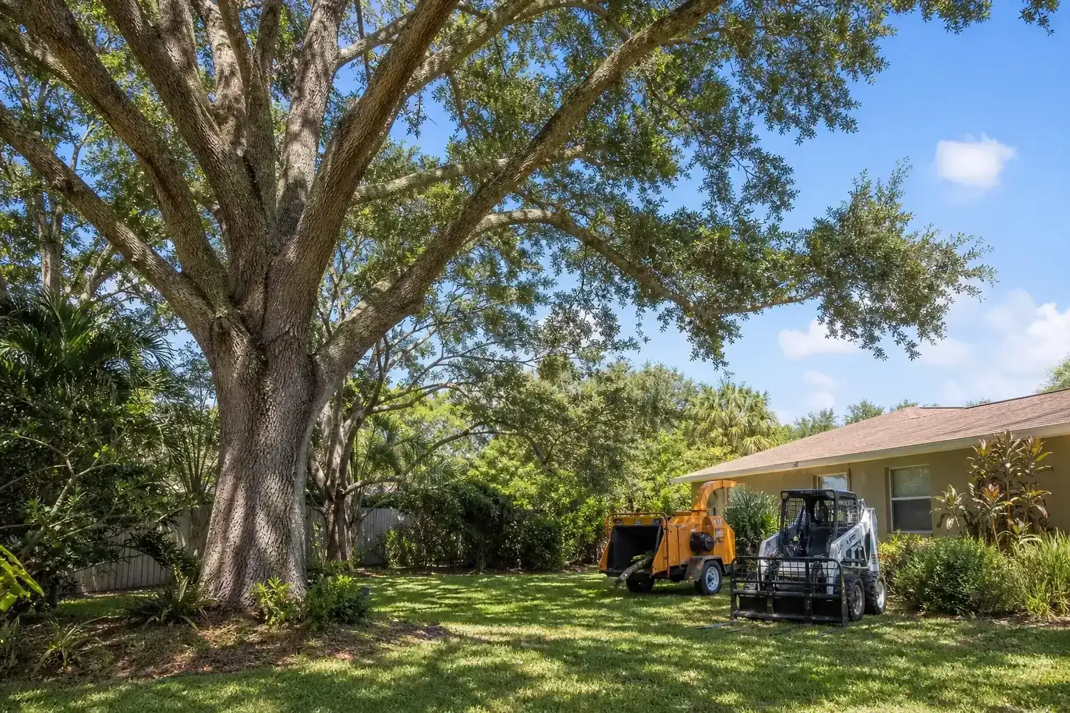 Mature Florida tree in a residential yard during a discussion of why tree removal is essential for safety Mature Florida tree in a residential yard during a discussion of why tree removal is essential for safety