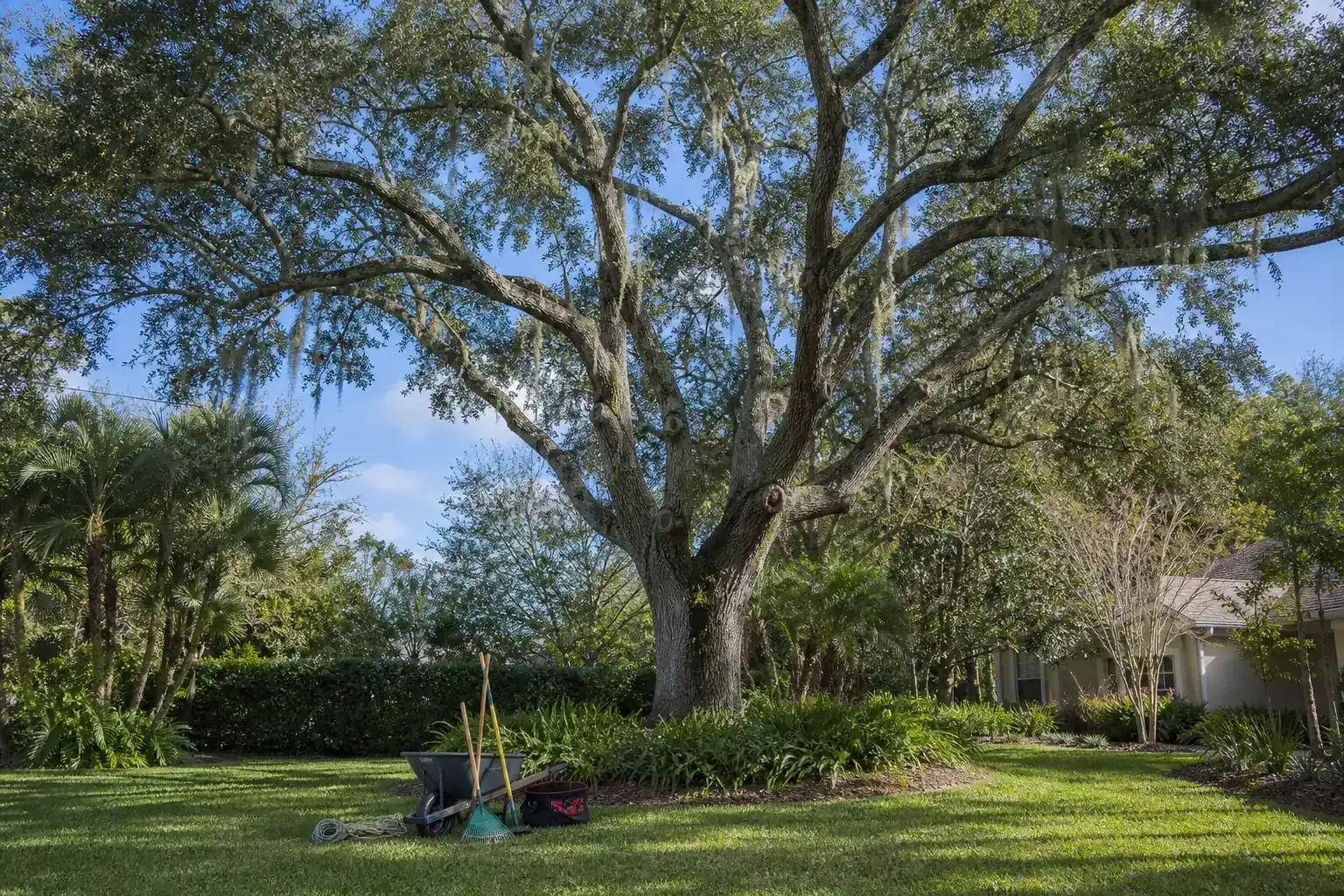 Mature Florida tree in a residential yard for tree services in central fl Mature Florida tree in a residential yard for tree services in central fl