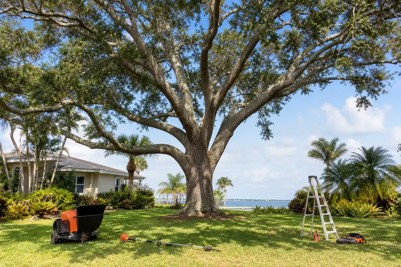 Mature Florida tree in a residential yard for tree services in daytona beach, fl for coastal properties