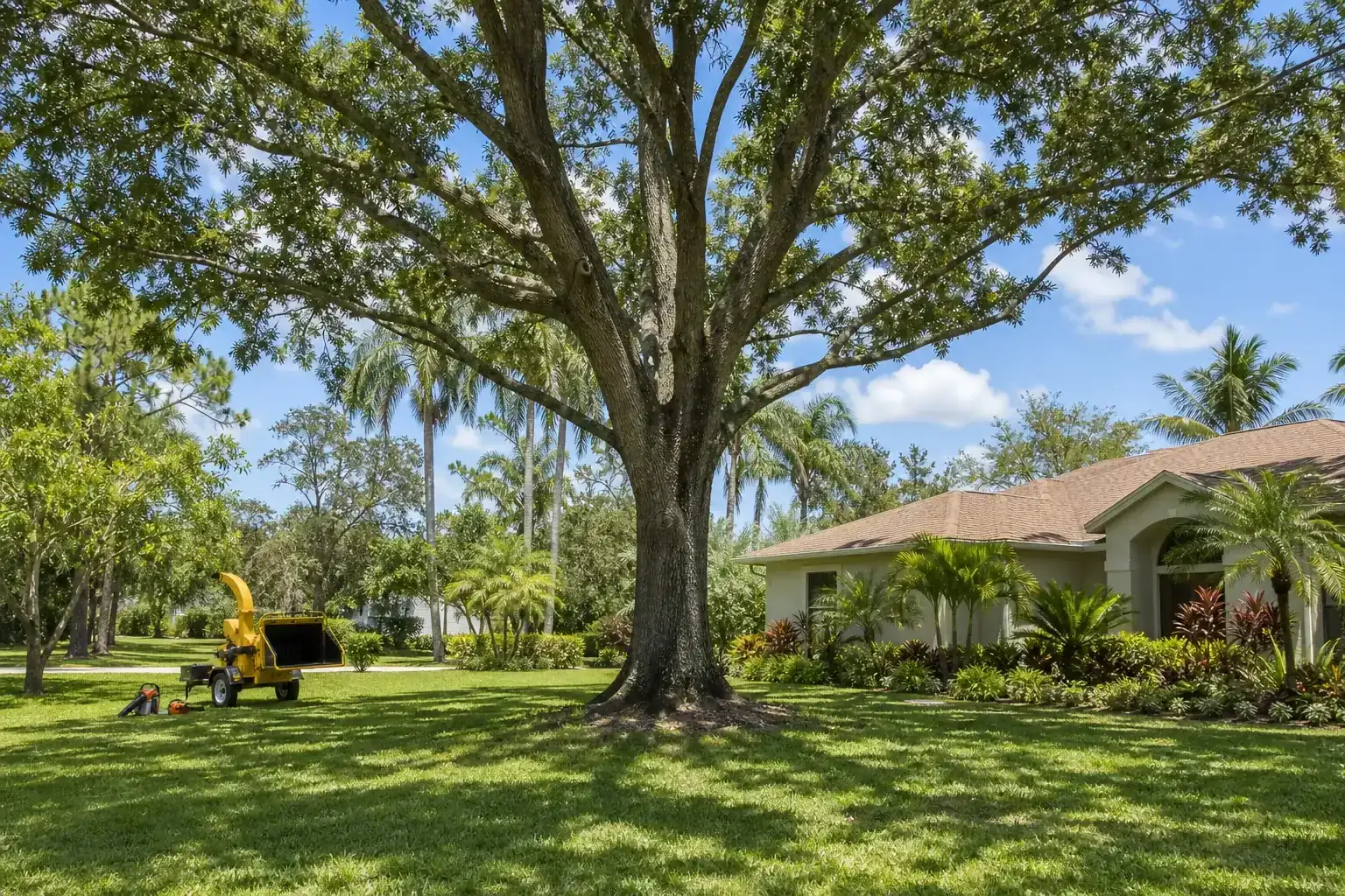 Mature Florida tree in a residential yard for tree services in daytona beach, fl for homes and businesses Mature Florida tree in a residential yard for tree services in daytona beach, fl for homes and businesses