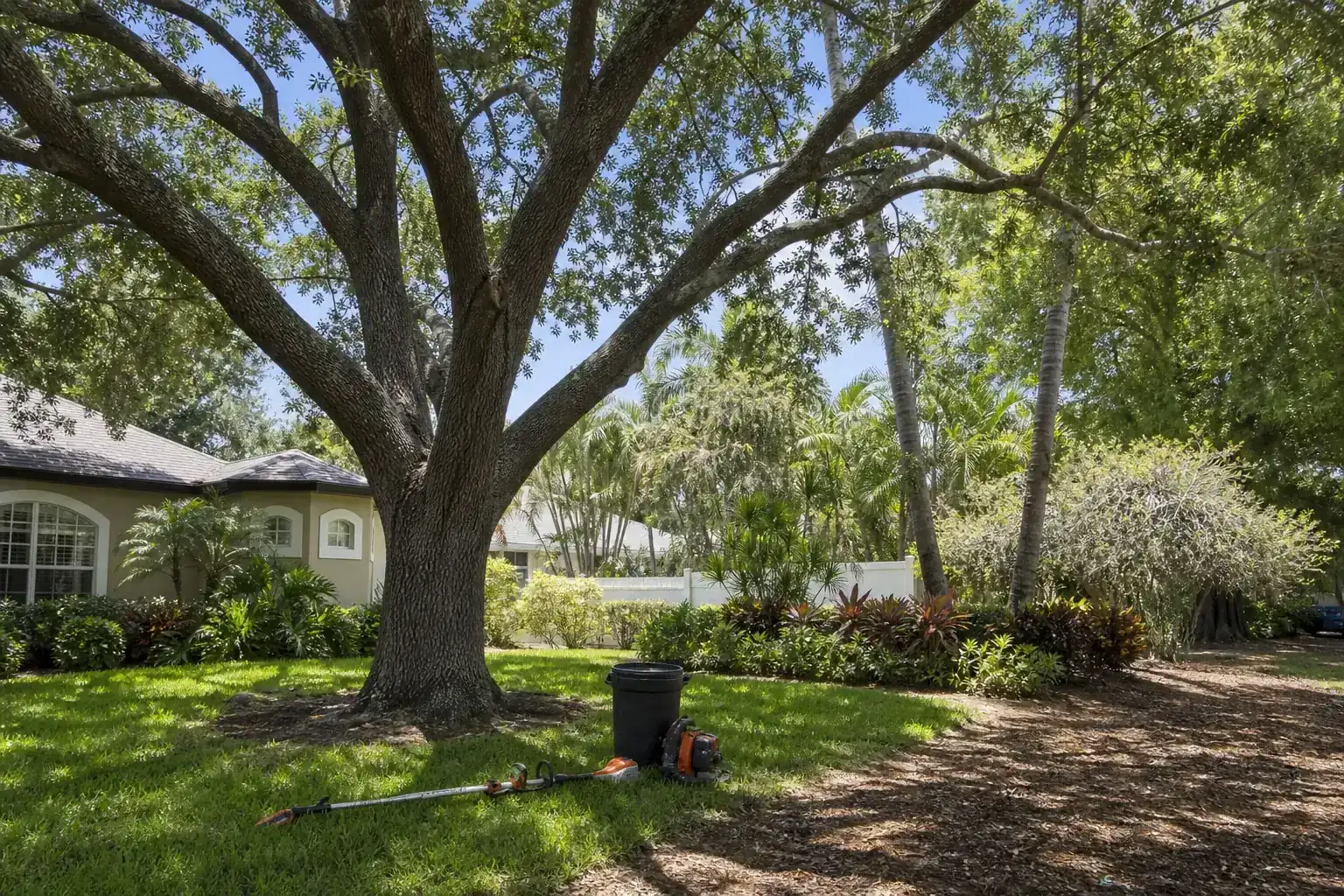 Mature Florida tree in a residential yard during a discussion of residential and commercial tree maintenance solutions Mature Florida tree in a residential yard during a discussion of residential and commercial tree maintenance solutions