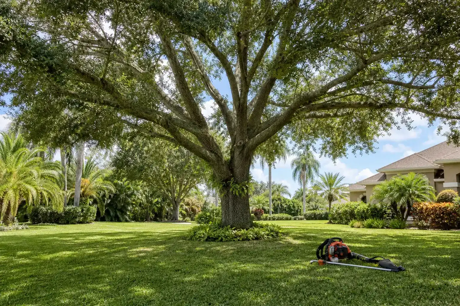 Mature Florida tree in a residential yard for tree services in orlando fl | expert local crew Mature Florida tree in a residential yard for tree services in orlando fl | expert local crew