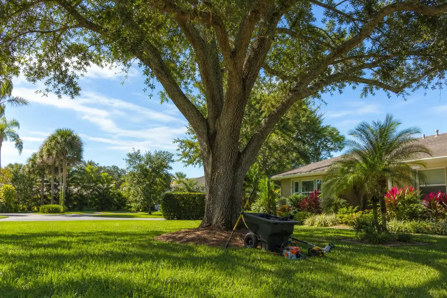 Mature Florida tree in a residential yard for tree services in ormond beach, fl | safe and reliable