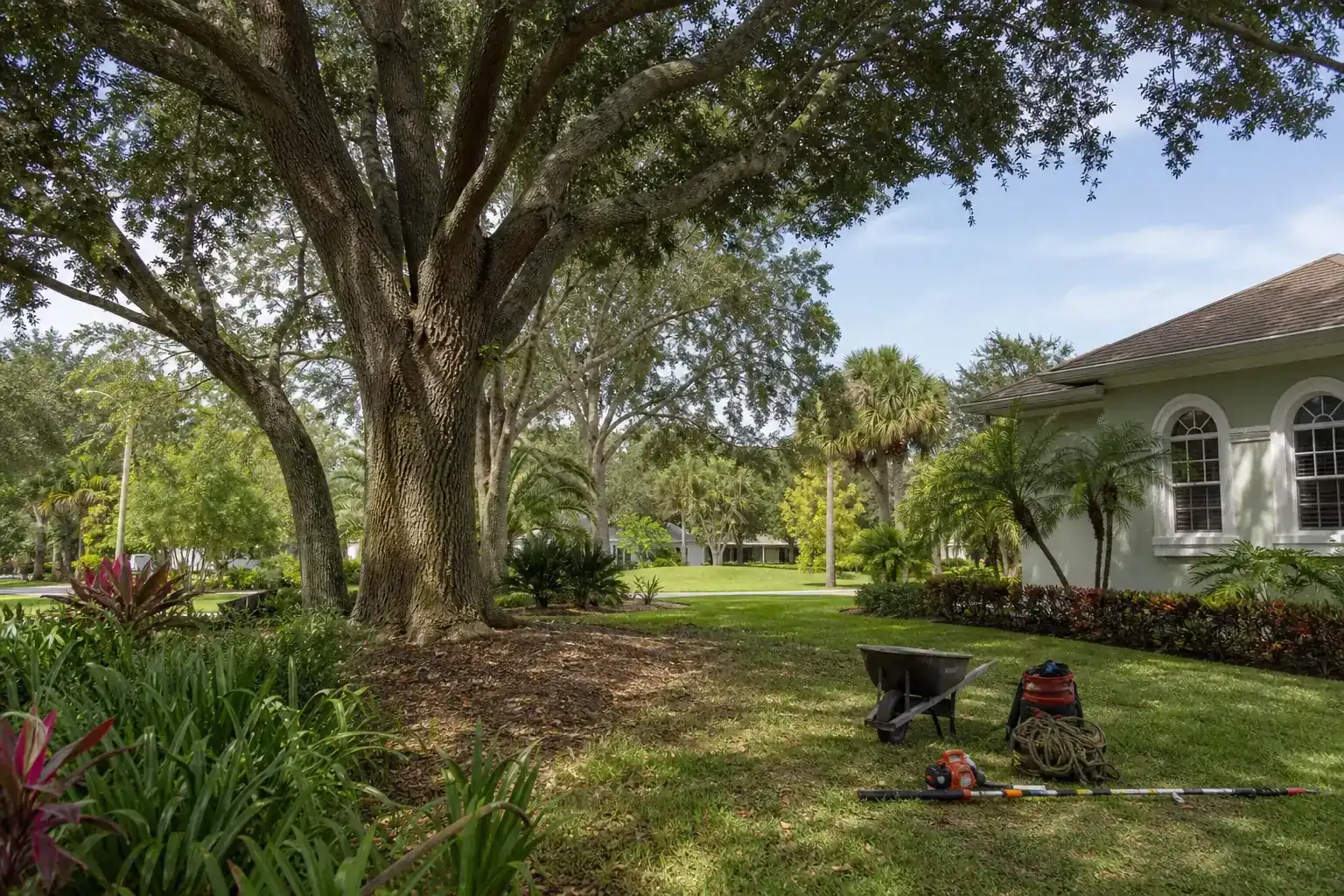 Mature Florida tree in a residential yard during a discussion of key services offered in ormond beach, fl
