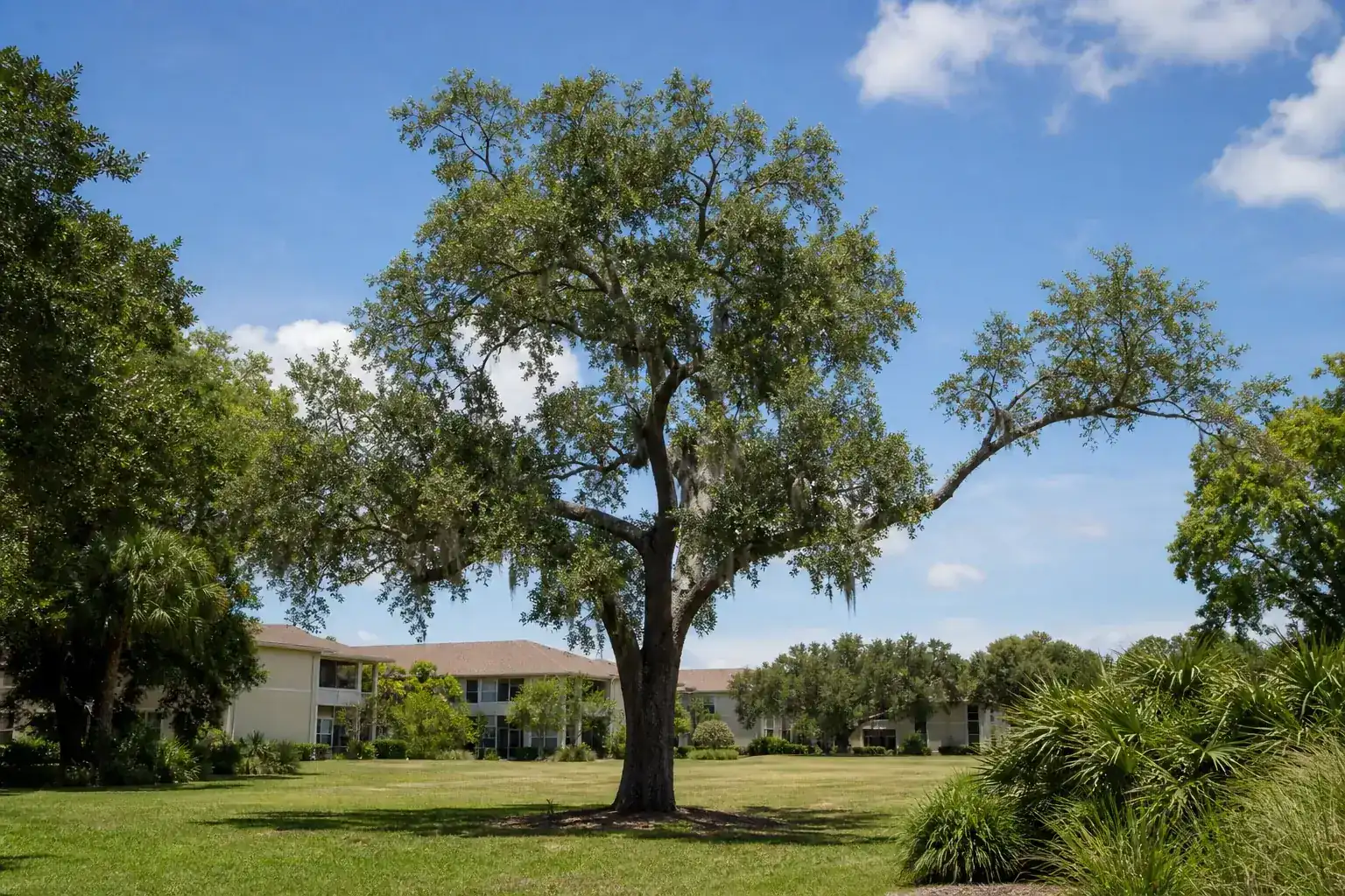 Mature Florida shade tree with branches ready for trimming for practical tree trimming for deltona apartment complexes