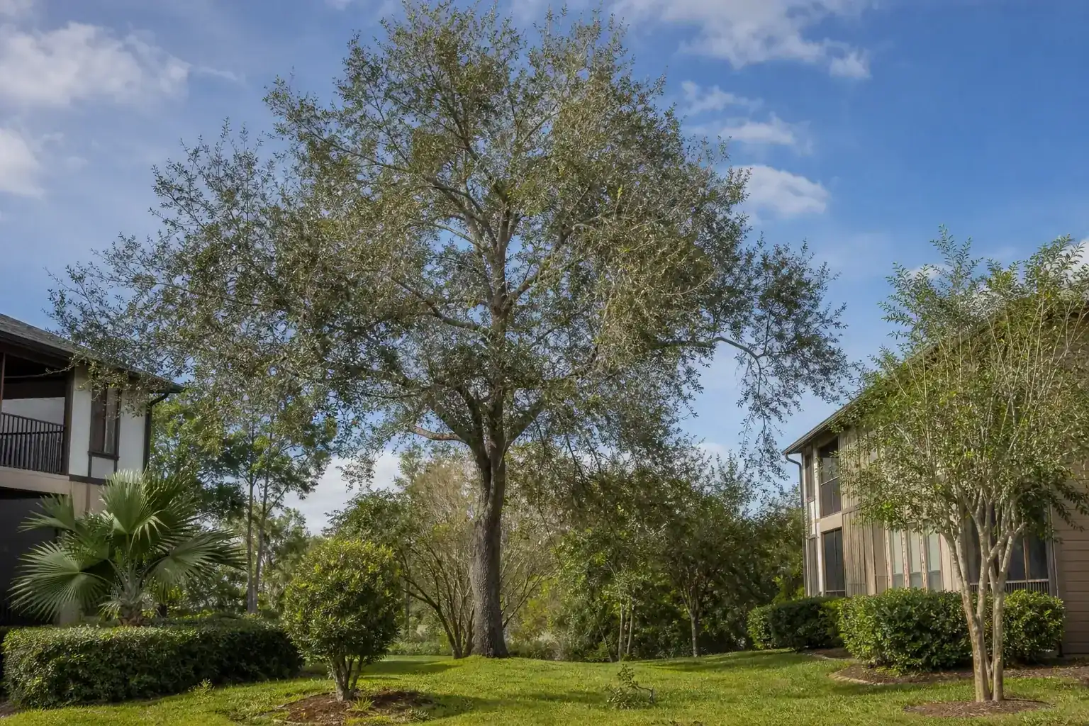 Mature Florida shade tree with branches ready for trimming during a discussion of signs that trees may need professional attention