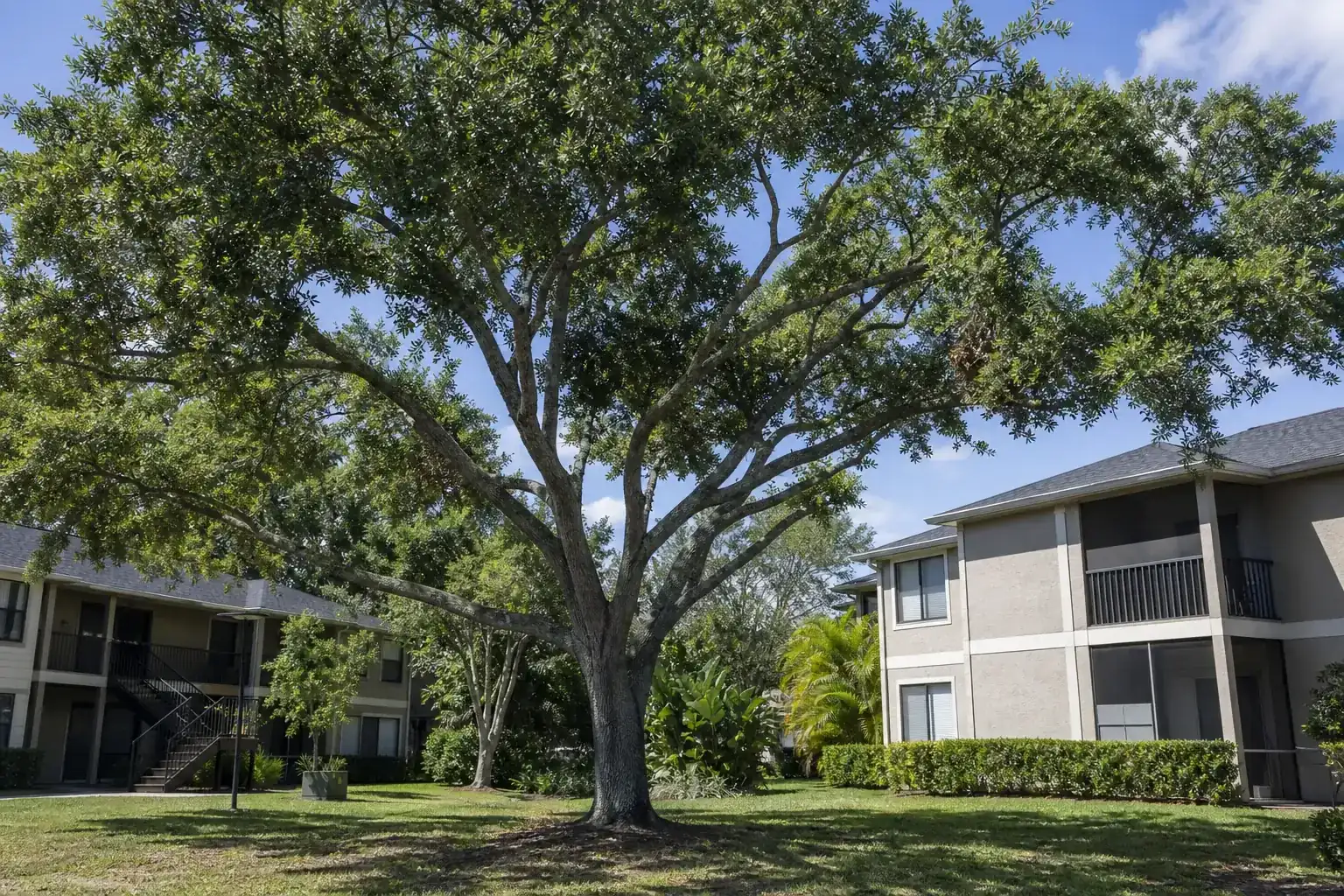 Mature Florida shade tree with branches ready for trimming illustrating why apartment tree care requires careful planning