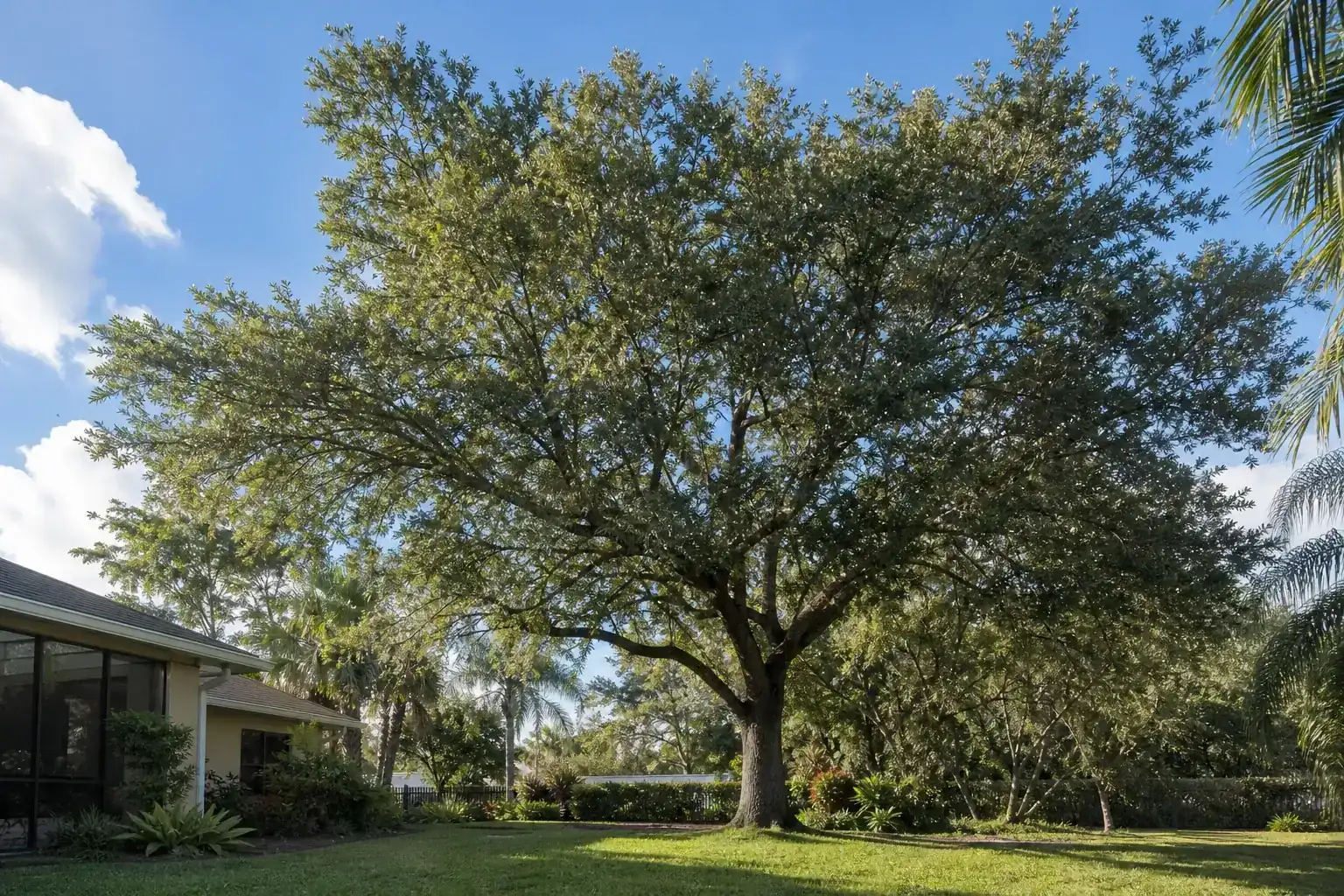 Mature Florida shade tree with branches ready for trimming during a discussion of boosting tree health in daytona beach, fl Mature Florida shade tree with branches ready for trimming during a discussion of boosting tree health in daytona beach, fl