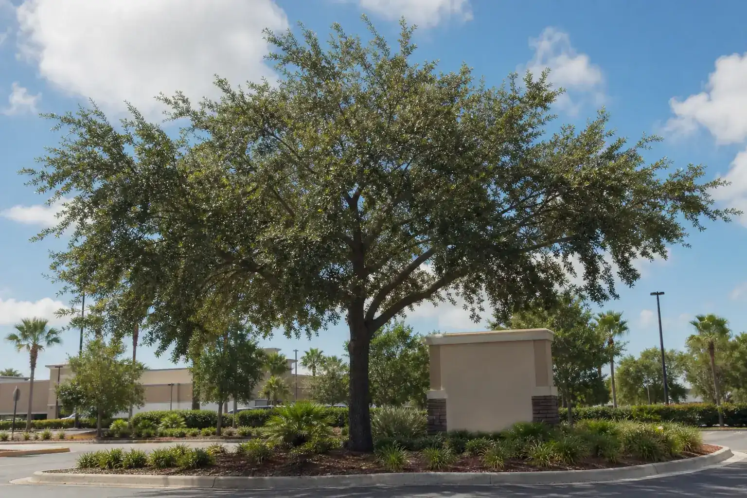 Mature Florida shade tree with branches ready for trimming for tree trimming for business signage visibility in port orange