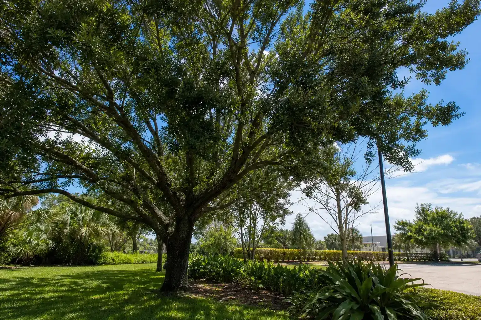 Mature Florida shade tree with branches ready for trimming during a discussion of the role of professional tree trimming