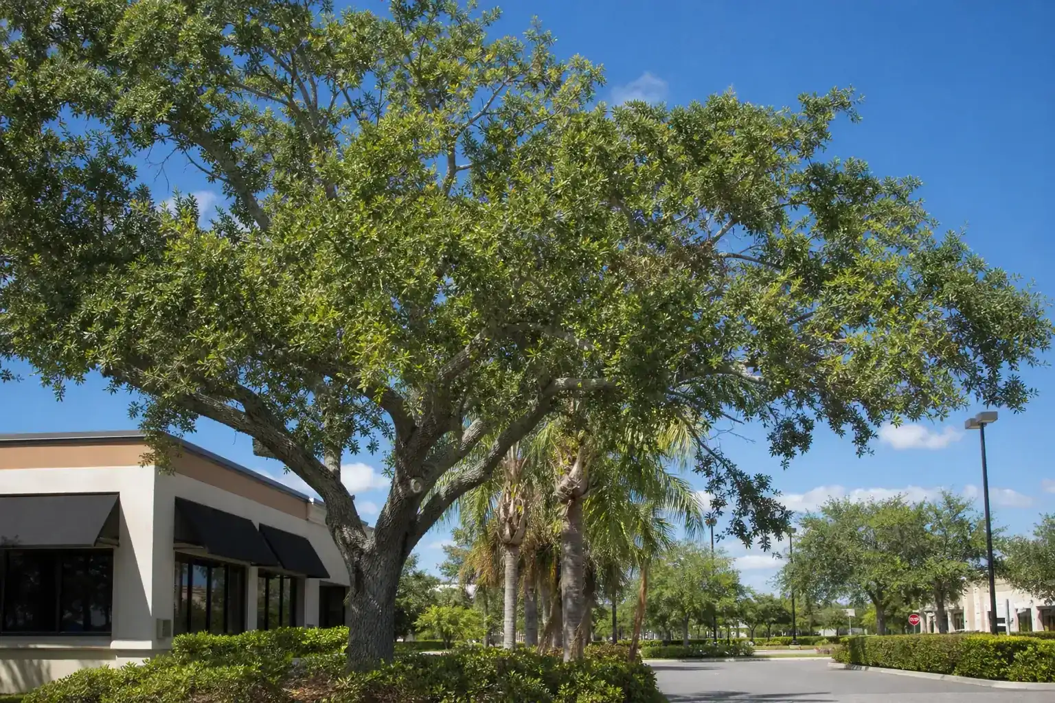 Mature Florida shade tree with branches ready for trimming illustrating why signage visibility matters for port orange businesses
