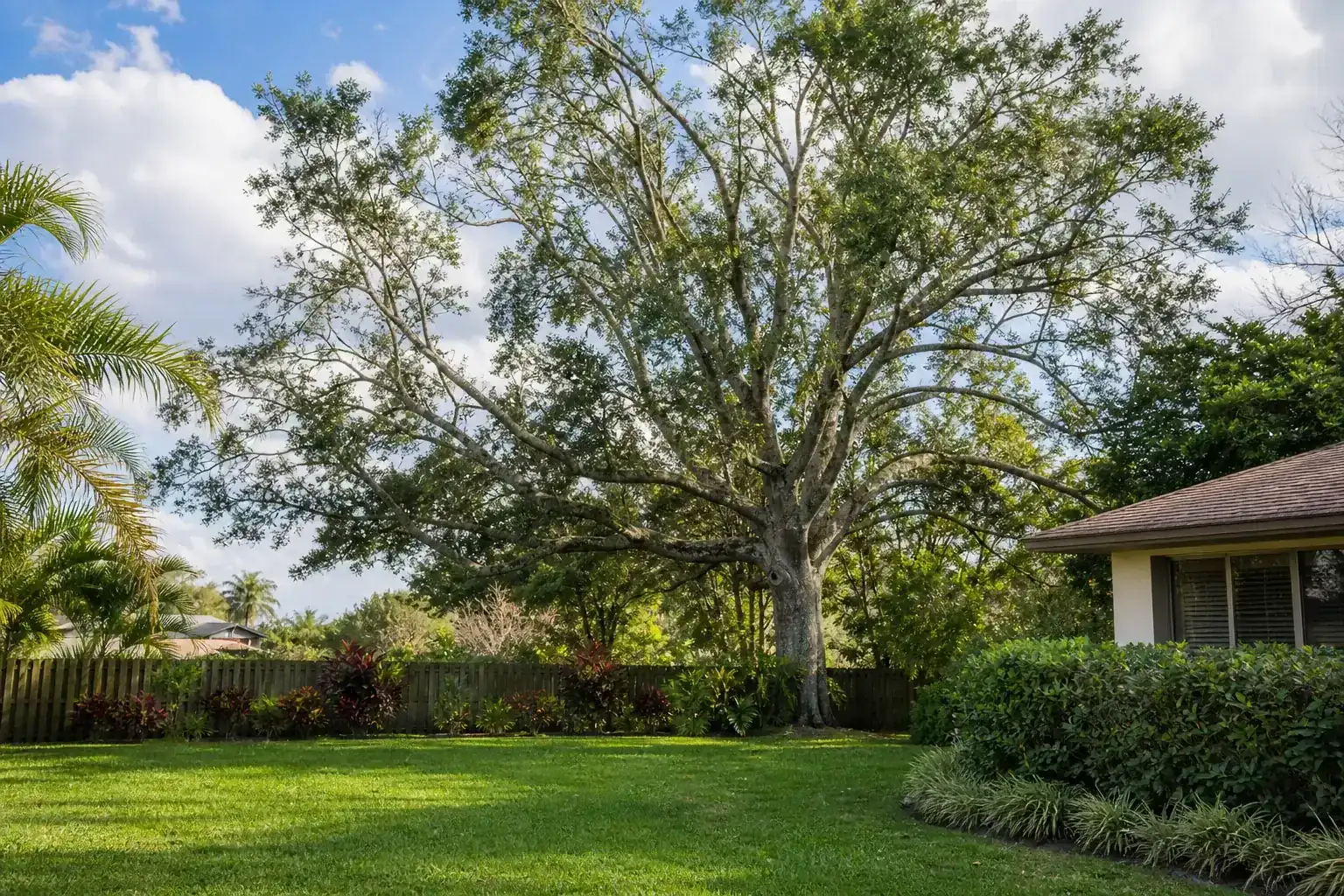 Mature Florida shade tree with branches ready for trimming during a discussion of what to evaluate before trimming begins Mature Florida shade tree with branches ready for trimming during a discussion of what to evaluate before trimming begins