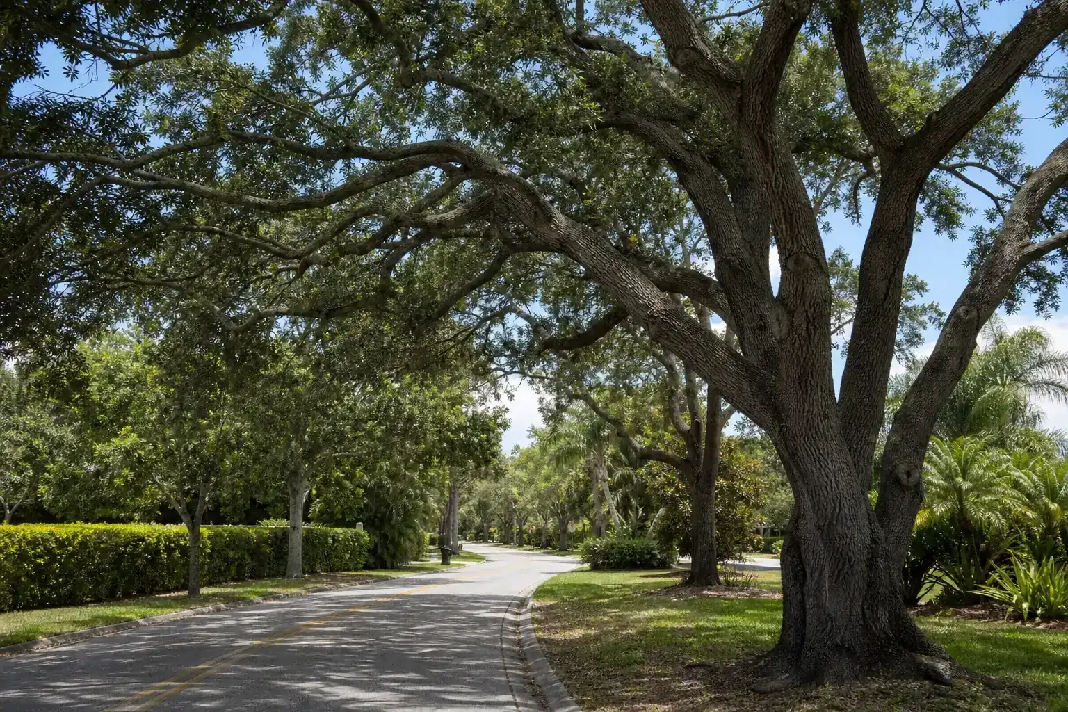 Mature Florida shade tree with branches ready for trimming illustrating why delivery routes need planned tree clearance Mature Florida shade tree with branches ready for trimming illustrating why delivery routes need planned tree clearance
