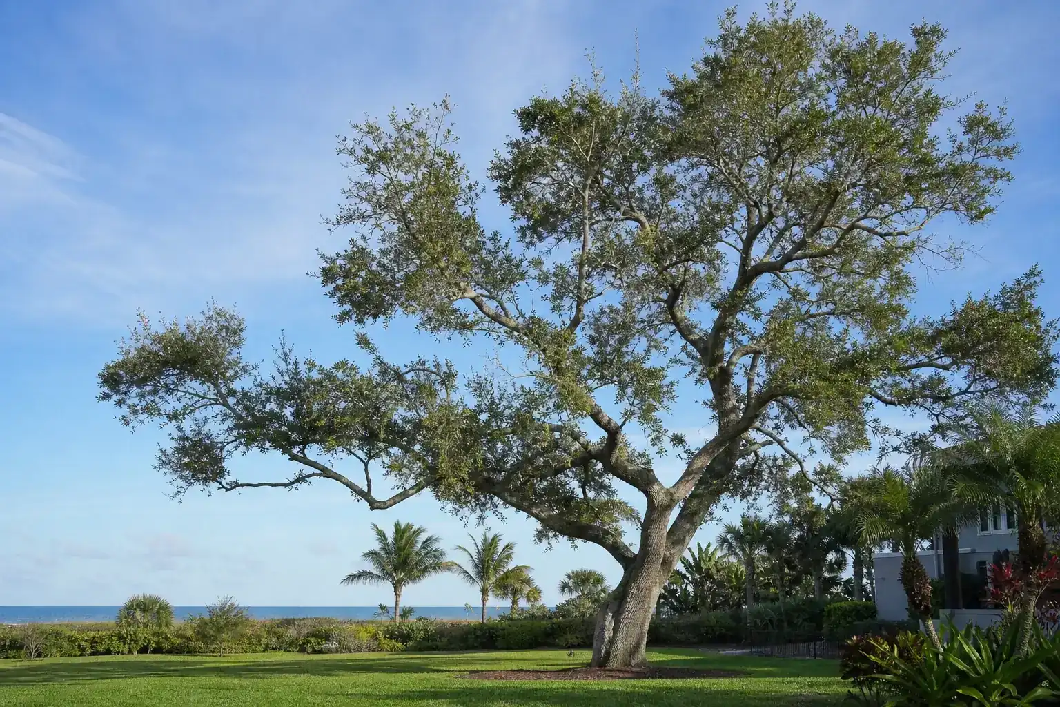 Mature Florida shade tree with branches ready for trimming for tree trimming for oceanfront properties in ormond beach