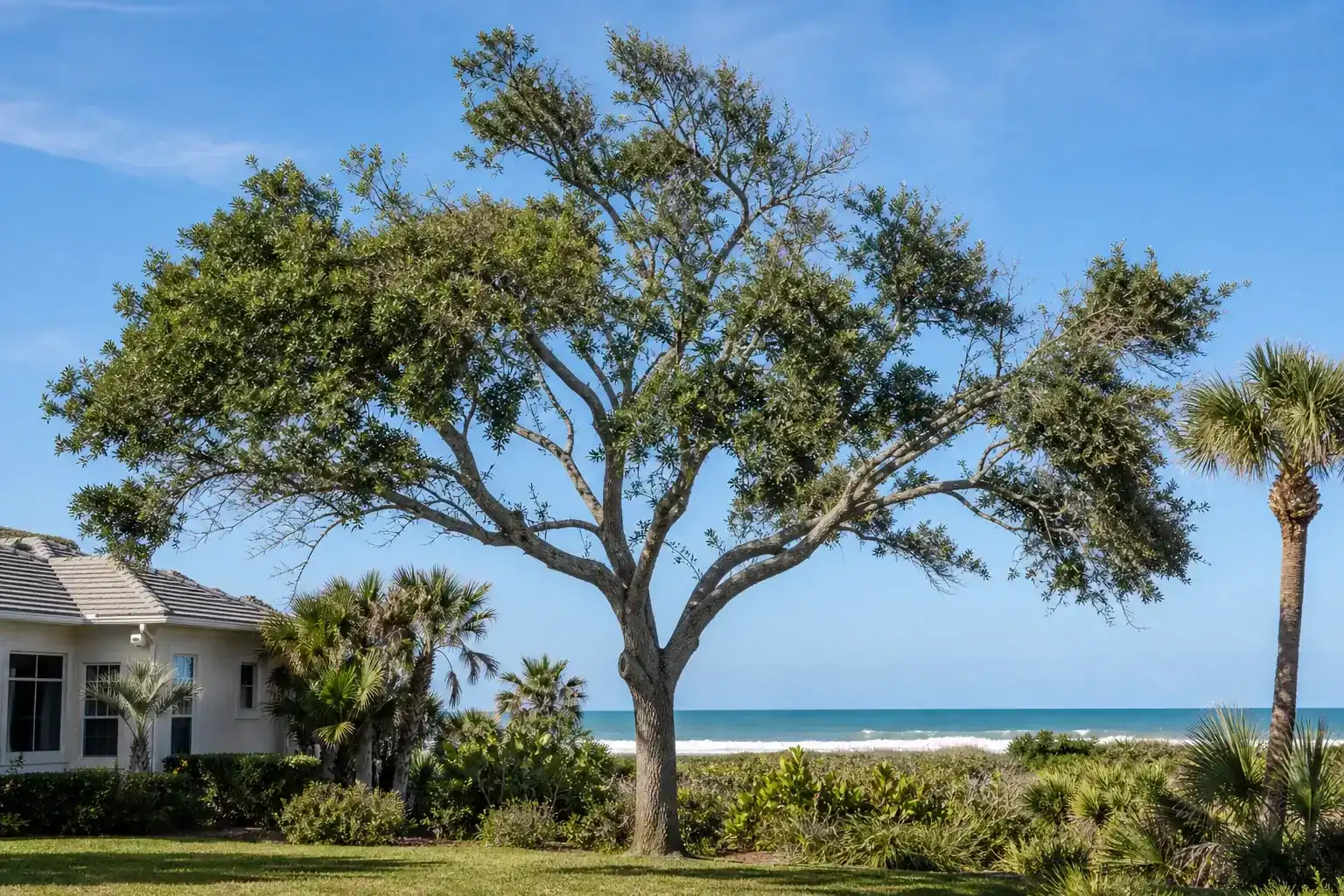 Mature Florida shade tree with branches ready for trimming illustrating why oceanfront tree care matters in ormond beach