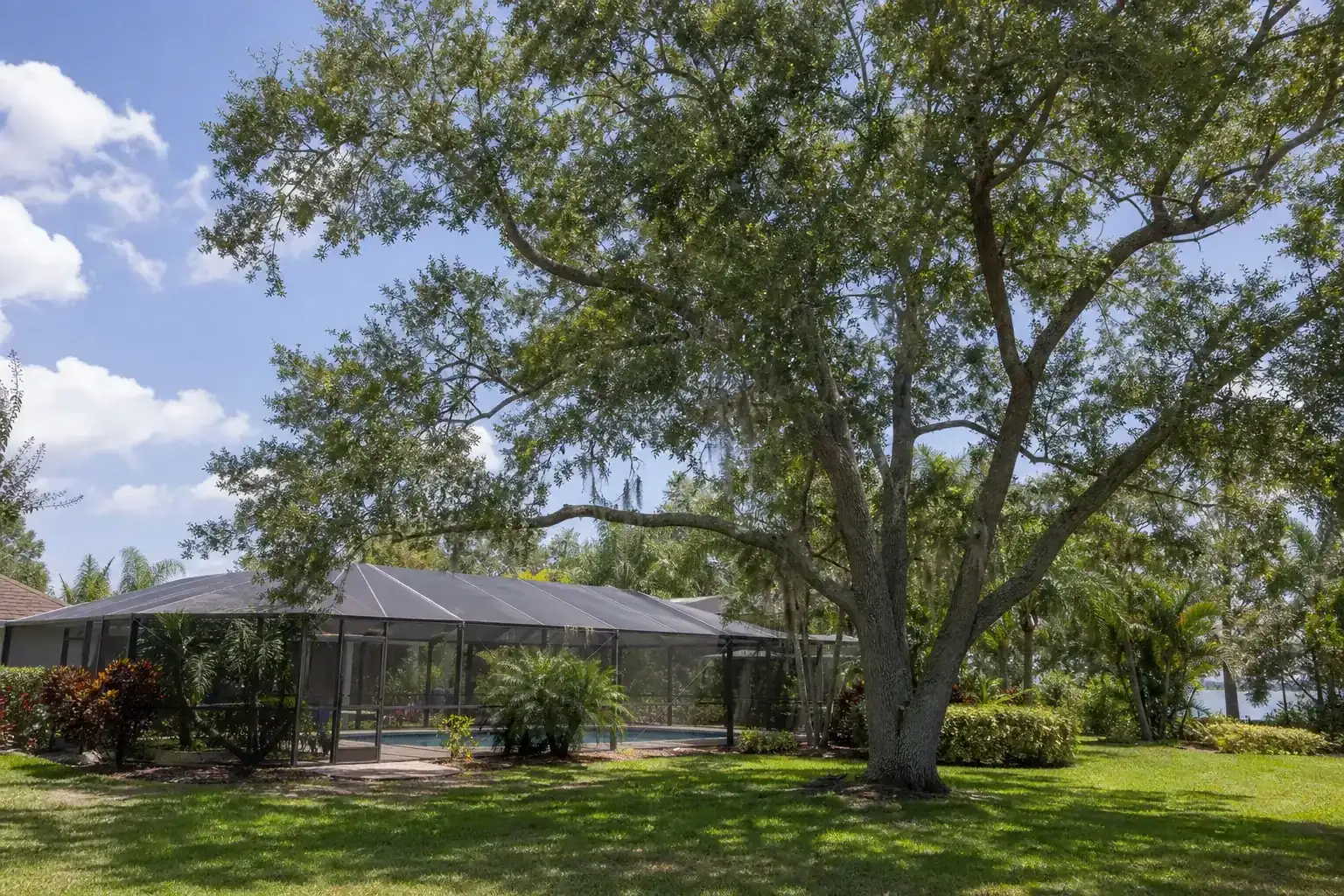 Mature Florida shade tree with branches ready for trimming for tree trimming for pool screen clearance in ormond beach Mature Florida shade tree with branches ready for trimming for tree trimming for pool screen clearance in ormond beach