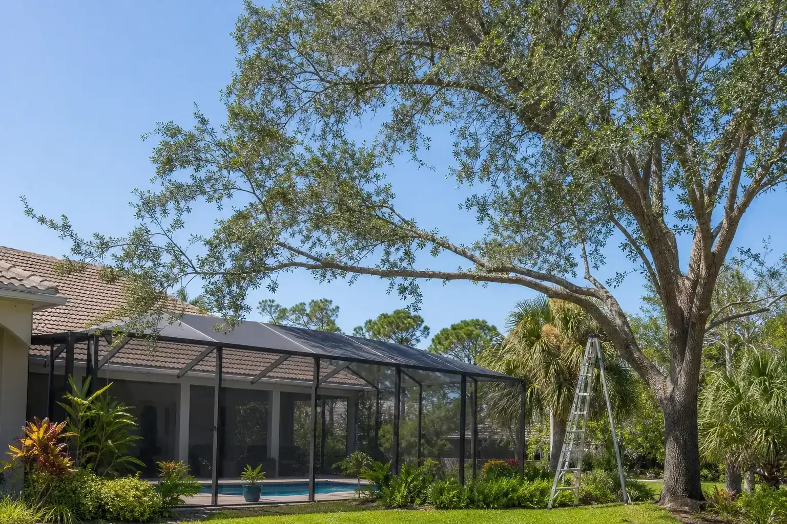 Mature Florida shade tree with branches ready for trimming illustrating why tree trimming matters for pool screen clearance Mature Florida shade tree with branches ready for trimming illustrating why tree trimming matters for pool screen clearance