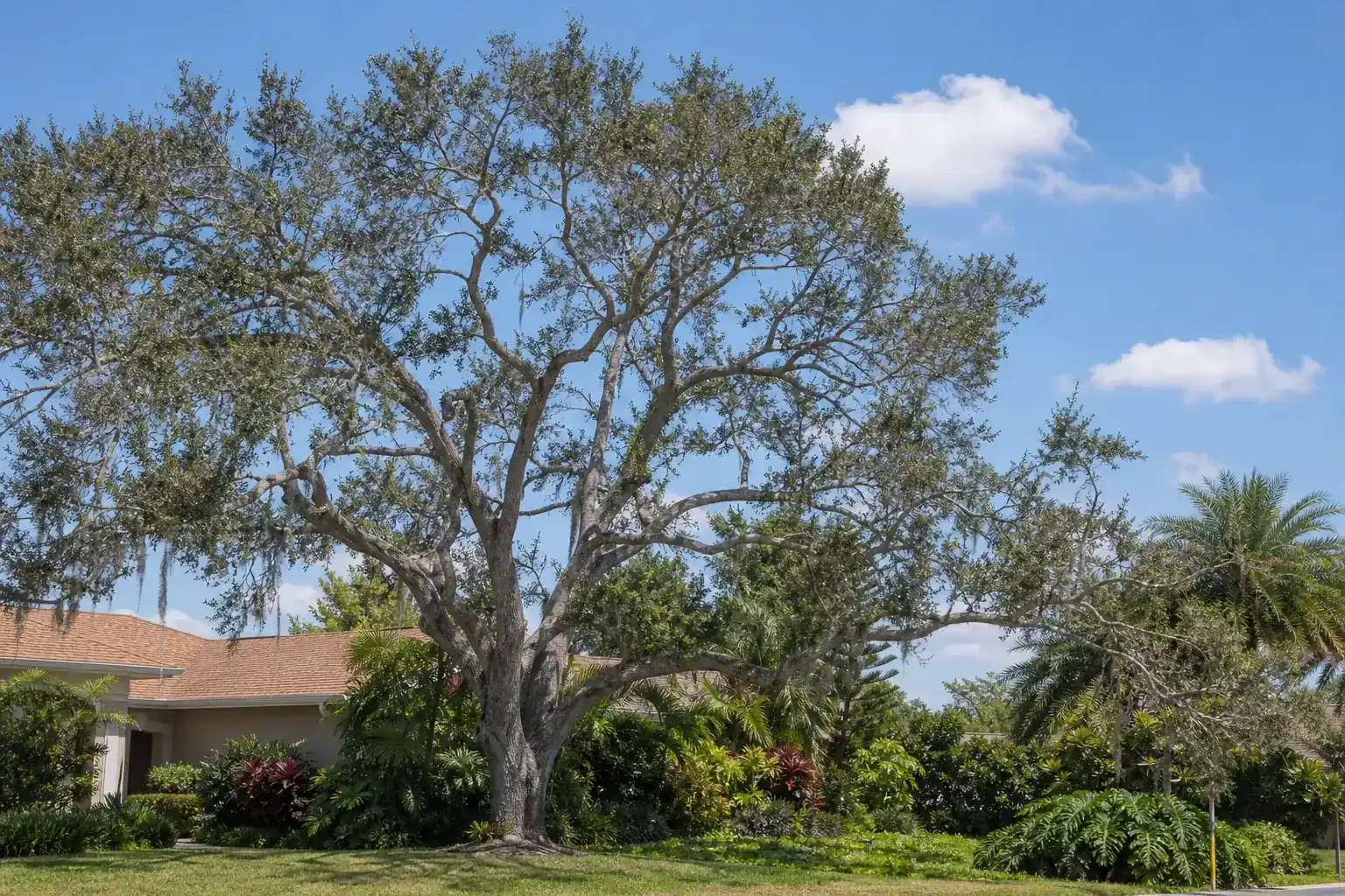 Mature Florida shade tree with branches ready for trimming illustrating importance of tree trimming in orlando, fl