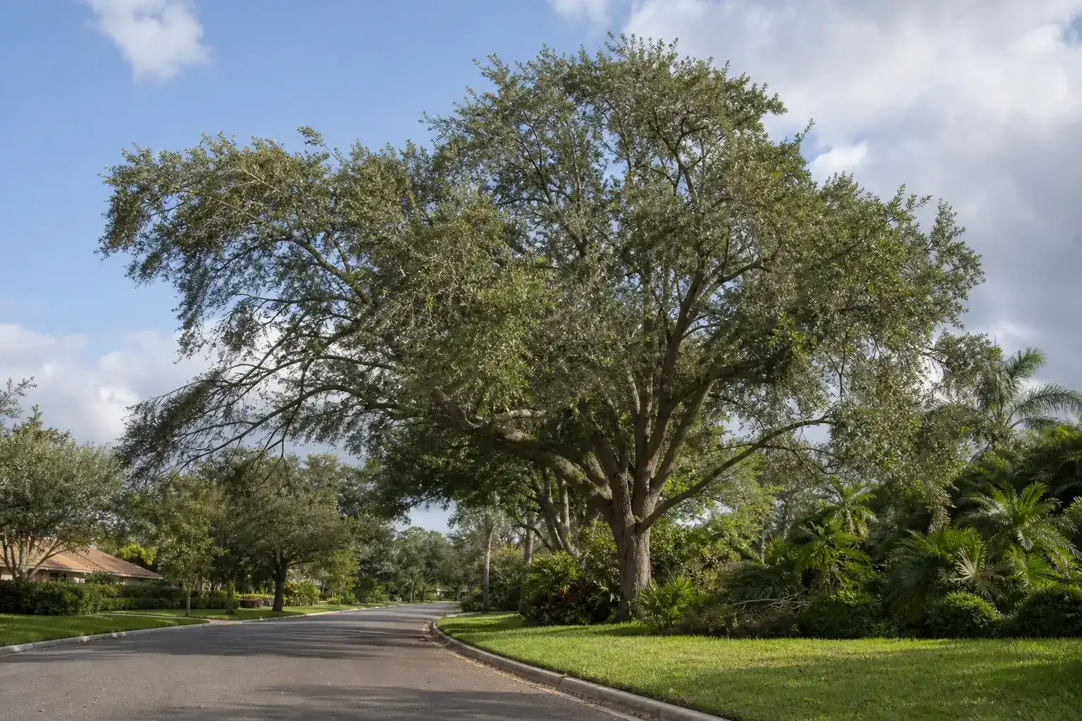 Mature Florida shade tree with branches ready for trimming for a practical guide to tree trimming for street clearance
