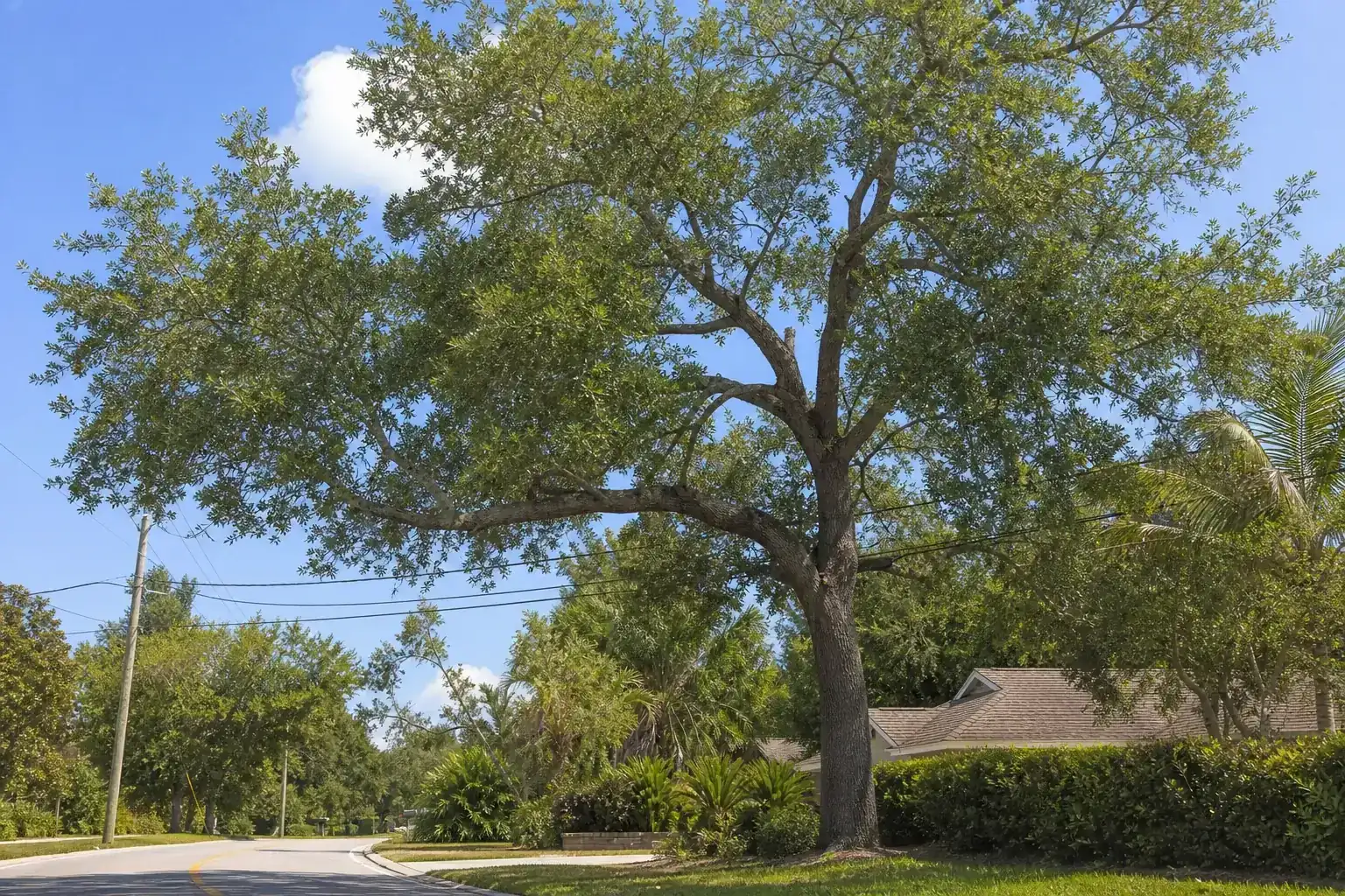 Mature Florida shade tree with branches ready for trimming illustrating why street clearance matters