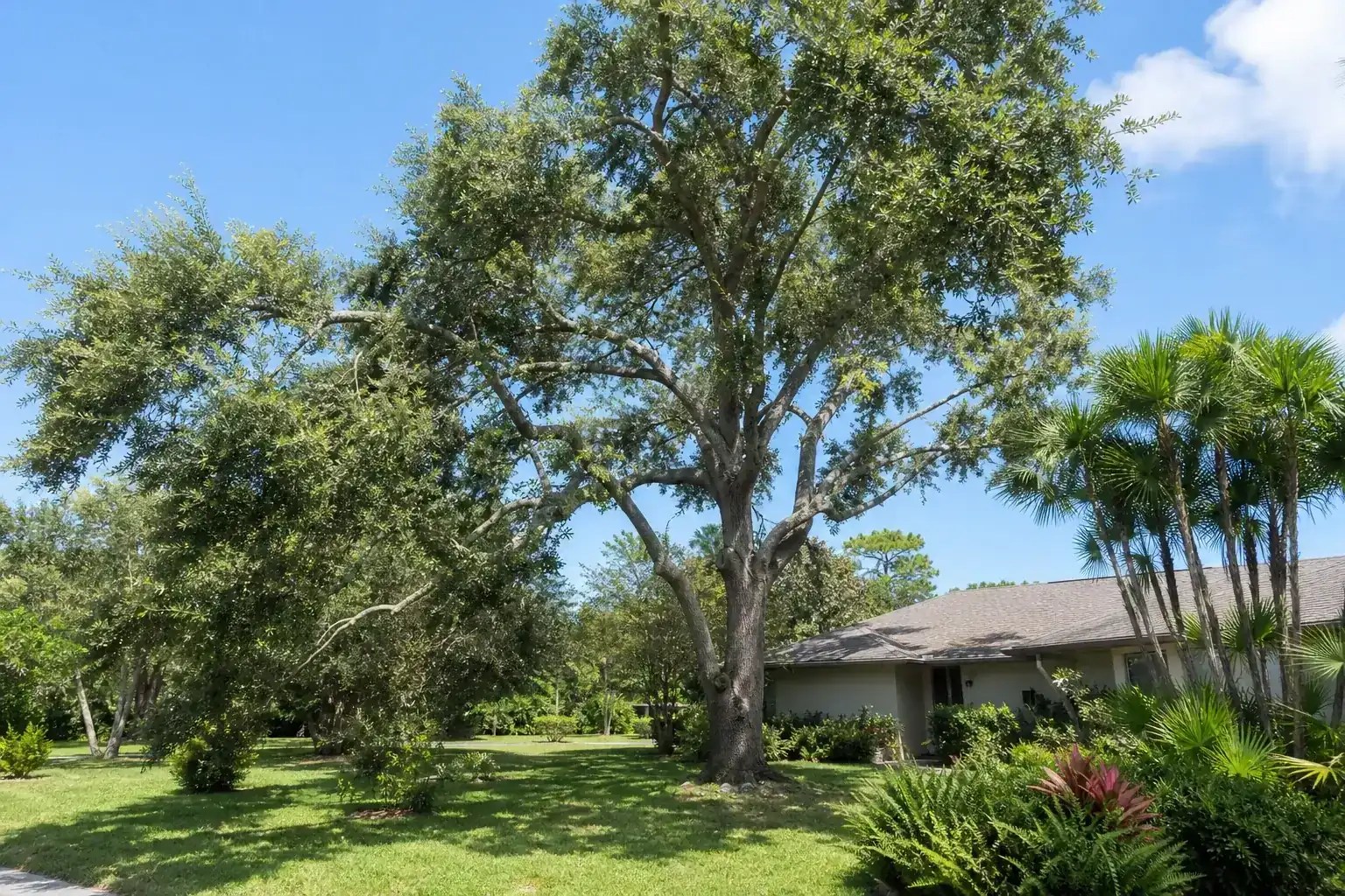 Mature Florida shade tree with branches ready for trimming during a discussion of benefits of regular tree maintenance in barberville, fl Mature Florida shade tree with branches ready for trimming during a discussion of benefits of regular tree maintenance in barberville, fl