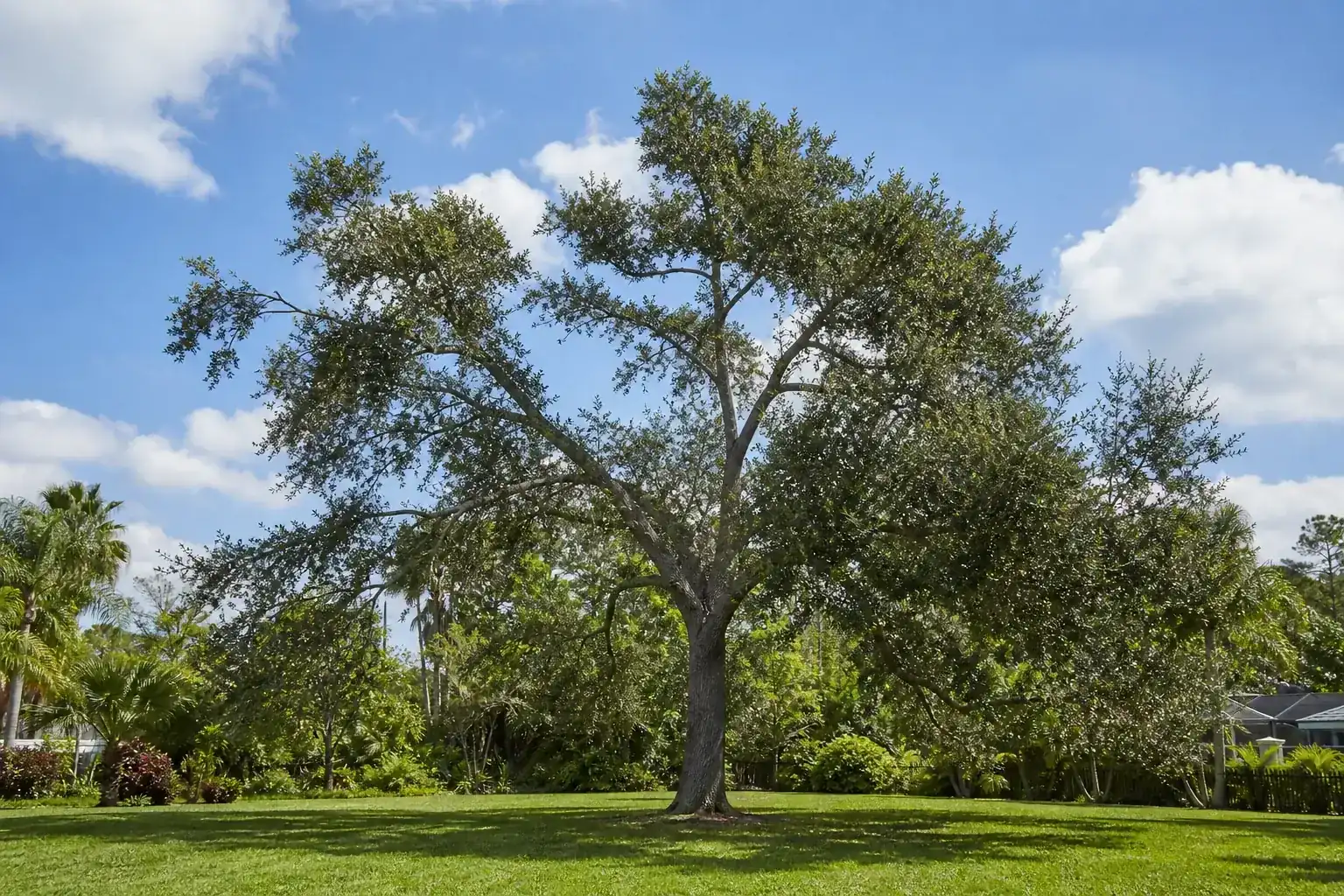 Mature Florida shade tree with branches ready for trimming for tree trimming in barberville fl Mature Florida shade tree with branches ready for trimming for tree trimming in barberville fl