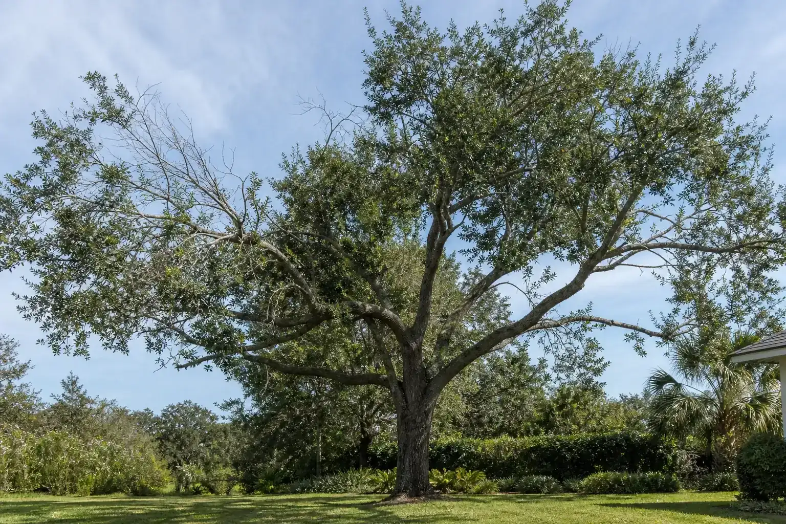 Mature Florida shade tree with branches ready for trimming illustrating understanding tree trimming in barberville, fl Mature Florida shade tree with branches ready for trimming illustrating understanding tree trimming in barberville, fl