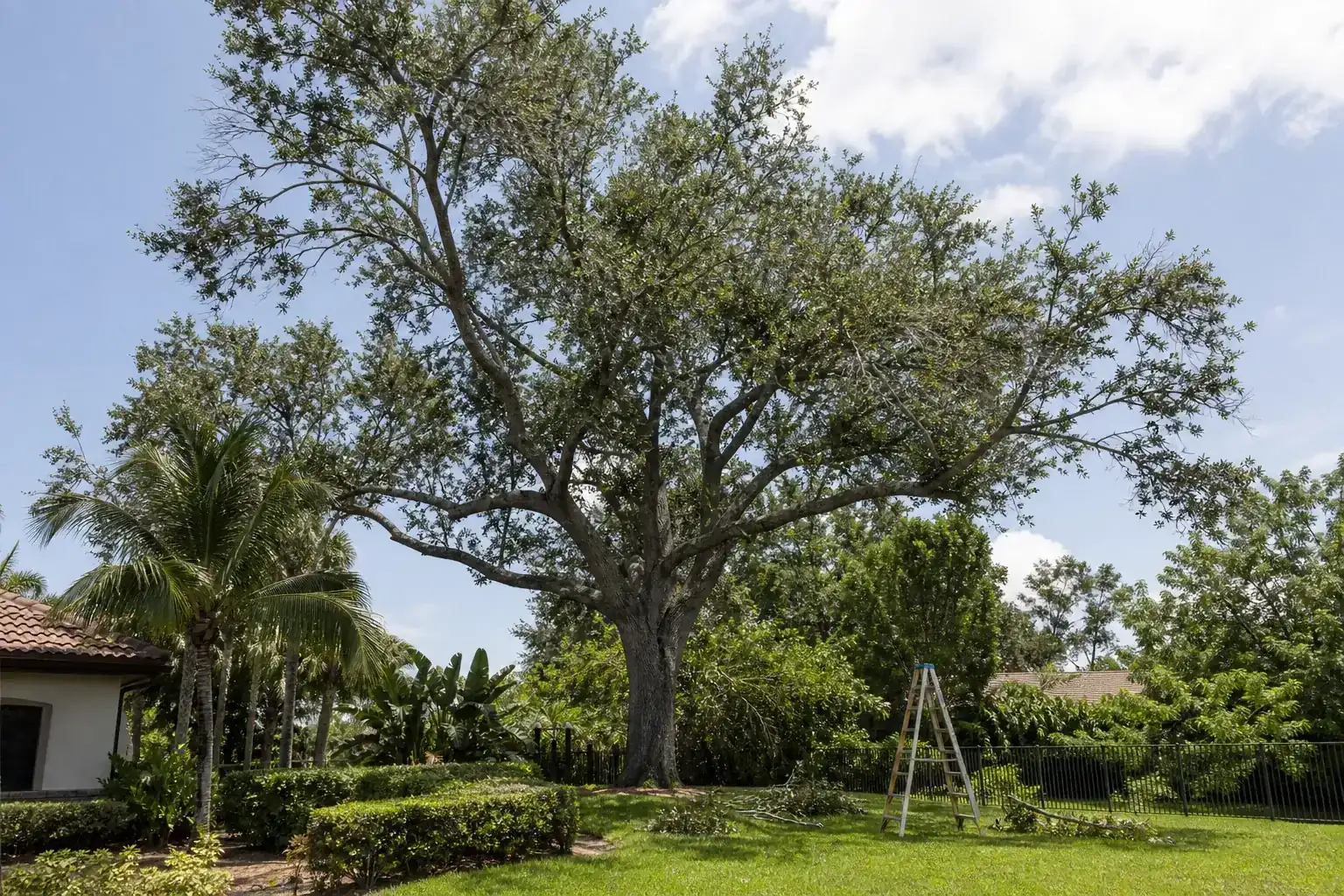 Mature Florida shade tree with branches ready for trimming during a discussion of choosing trusted tree experts in daytona beach Mature Florida shade tree with branches ready for trimming during a discussion of choosing trusted tree experts in daytona beach