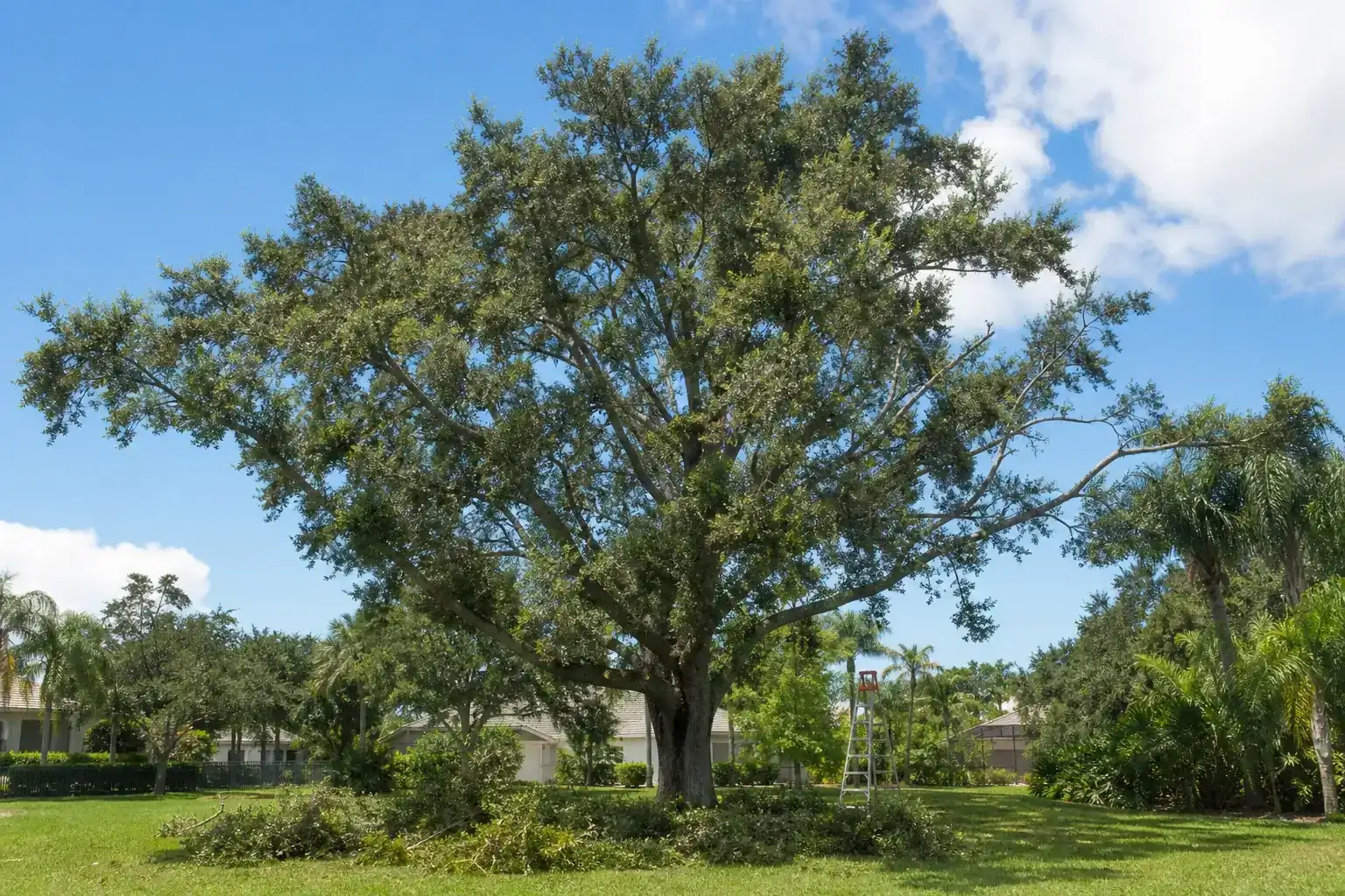 Mature Florida shade tree with branches ready for trimming for tree trimming in daytona beach fl | trusted experts Mature Florida shade tree with branches ready for trimming for tree trimming in daytona beach fl | trusted experts