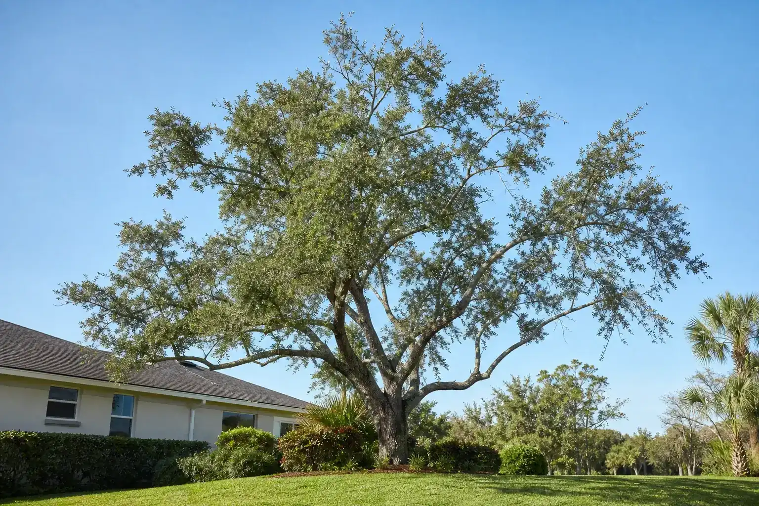 Mature Florida shade tree with branches ready for trimming illustrating importance of regular tree trimming services Mature Florida shade tree with branches ready for trimming illustrating importance of regular tree trimming services