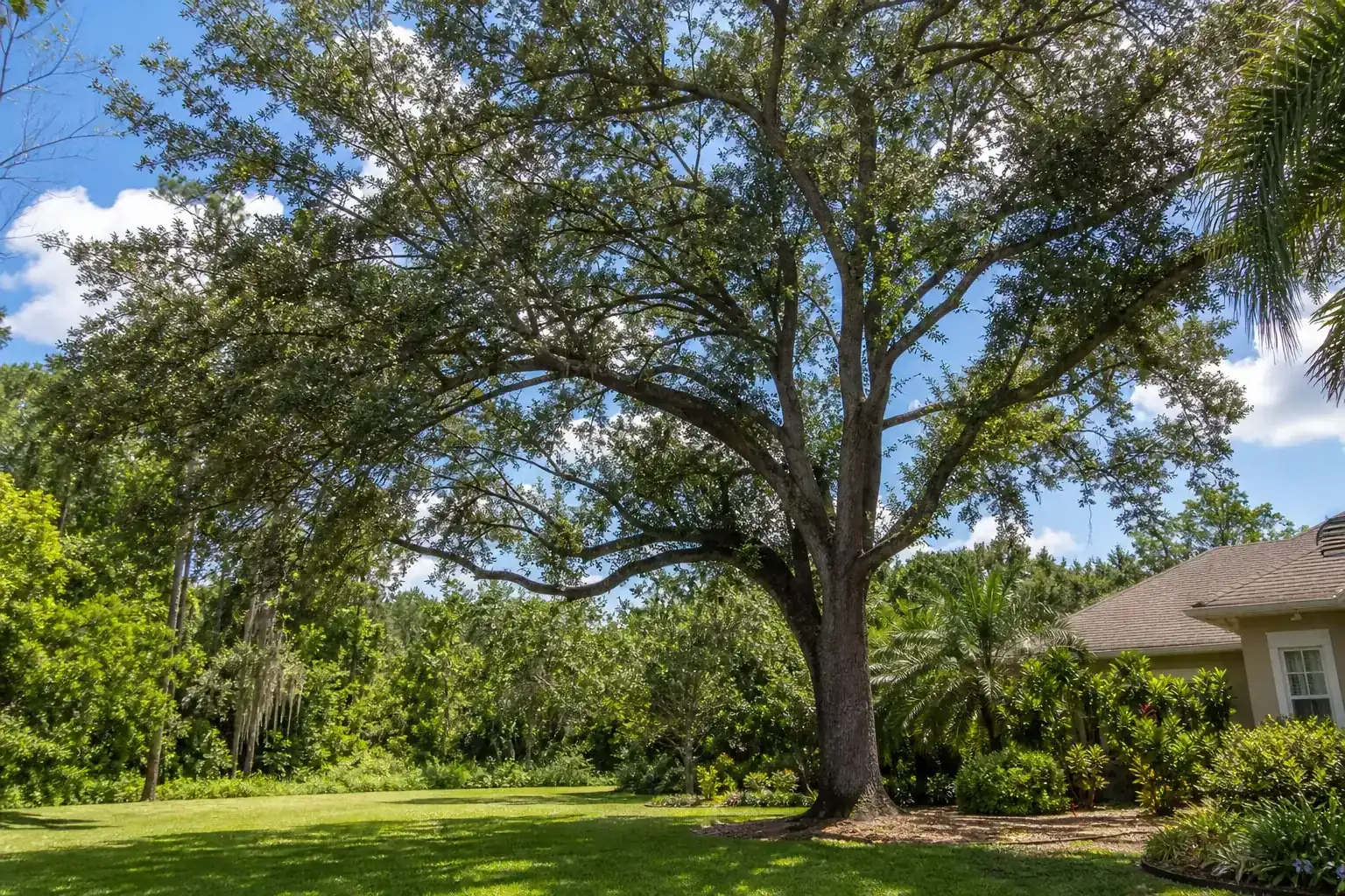 Mature Florida shade tree with branches ready for trimming during a discussion of affordable solutions for healthy tree trimming in deland, fl