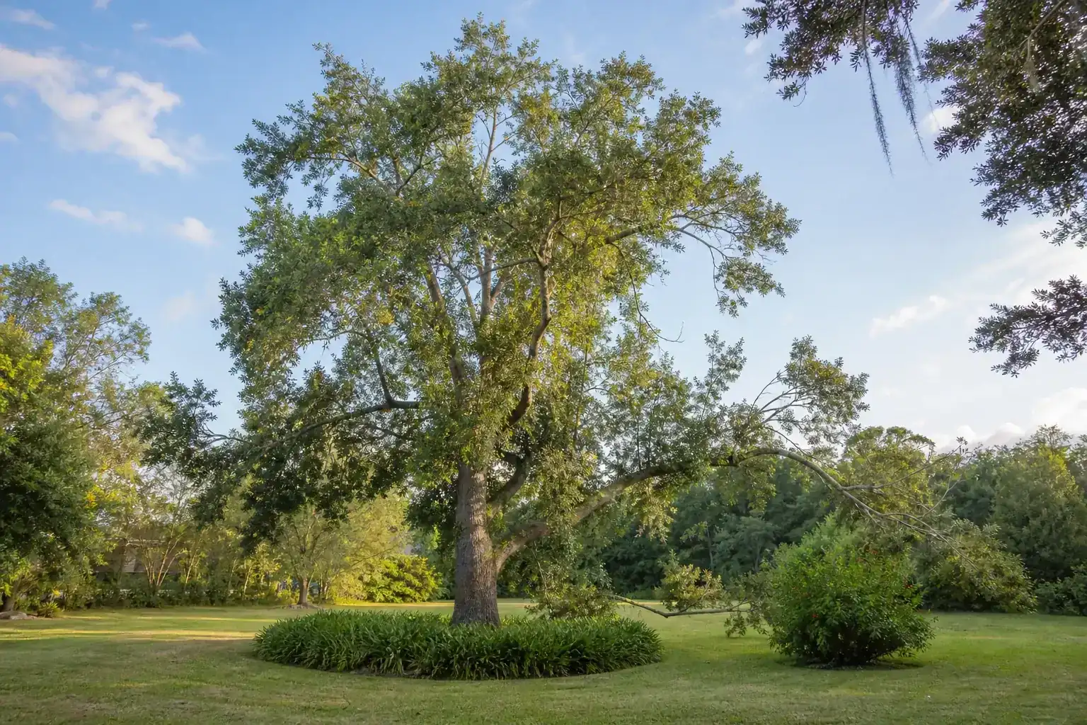 Mature Florida shade tree with branches ready for trimming for tree trimming in deland fl | affordable & professional