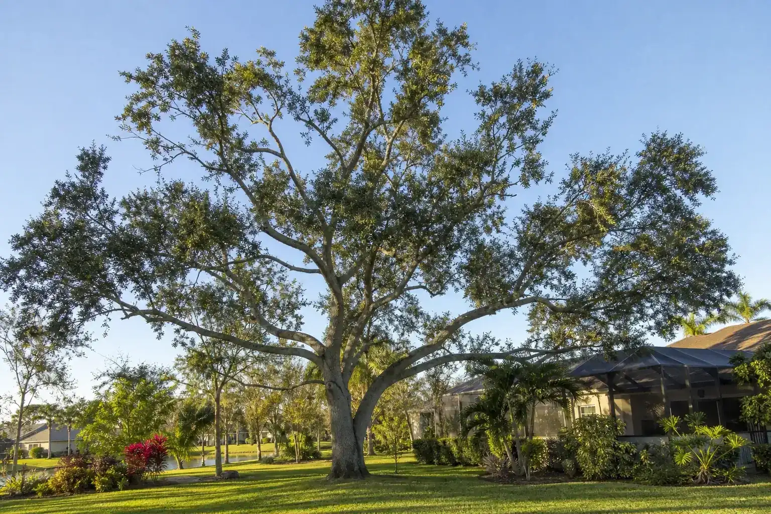Mature Florida shade tree with branches ready for trimming during a discussion of best time for tree trimming in fl this spring
