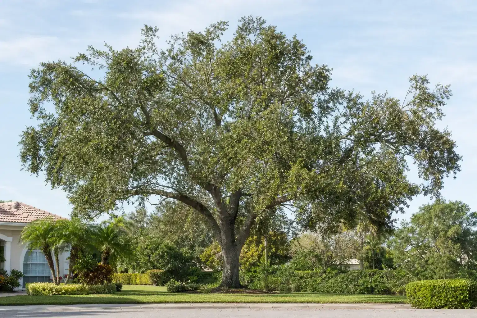 Mature Florida shade tree with branches ready for trimming for tree trimming in kissimmee, fl for spring