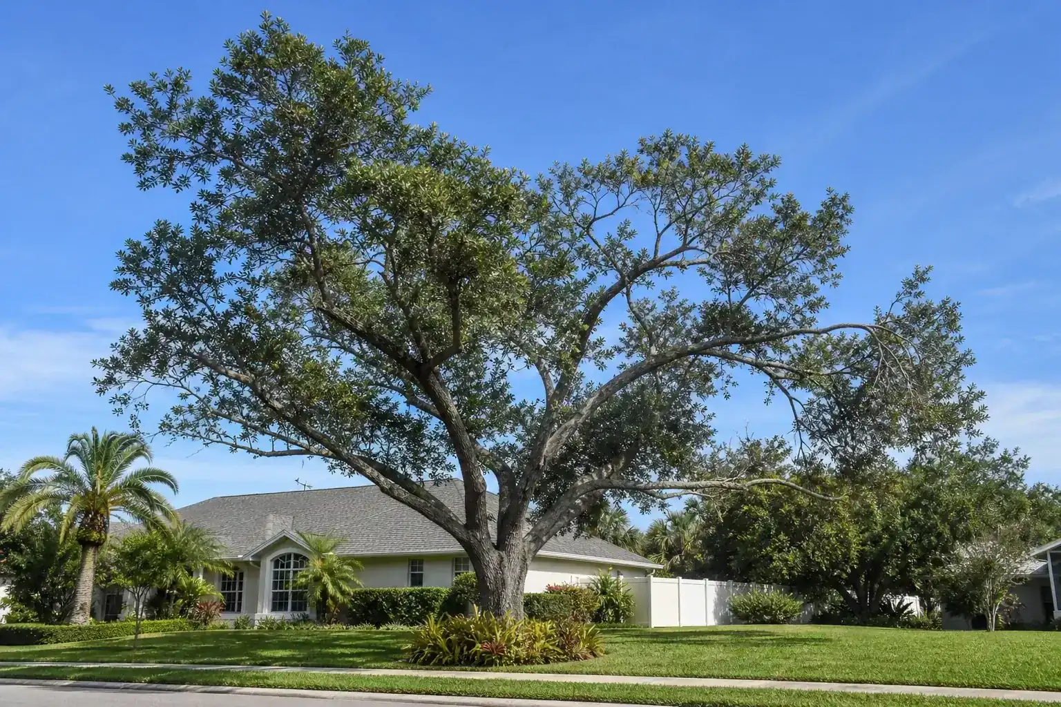Mature Florida shade tree with branches ready for trimming illustrating importance of tree trimming in kissimmee, fl