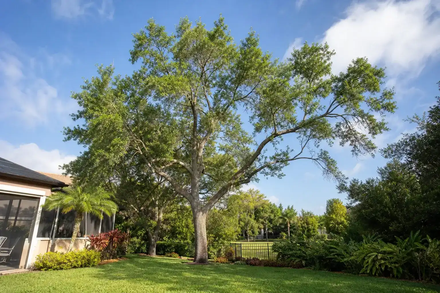 Mature Florida shade tree with branches ready for trimming during a discussion of best practices for spring tree care in sanford, fl Mature Florida shade tree with branches ready for trimming during a discussion of best practices for spring tree care in sanford, fl