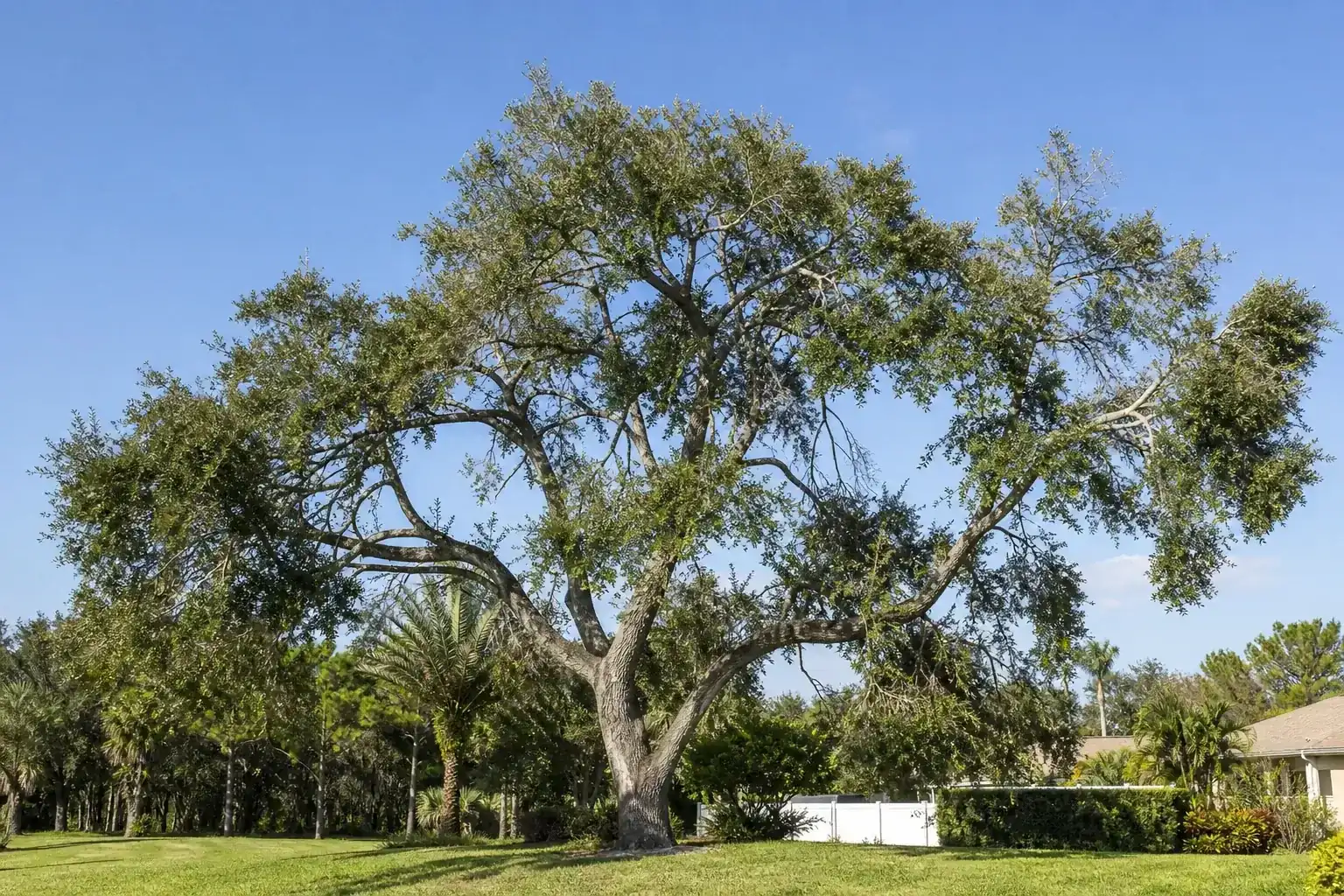 Mature Florida shade tree with branches ready for trimming for tree trimming in sanford, fl for spring Mature Florida shade tree with branches ready for trimming for tree trimming in sanford, fl for spring