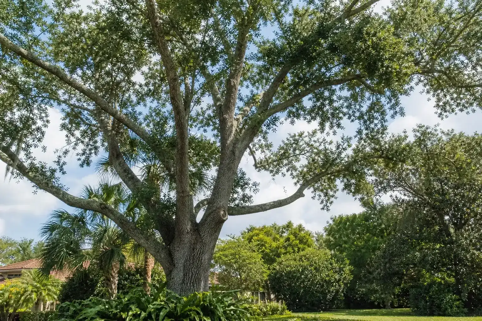Mature Florida shade tree with branches ready for trimming illustrating importance of tree trimming in sanford, fl Mature Florida shade tree with branches ready for trimming illustrating importance of tree trimming in sanford, fl