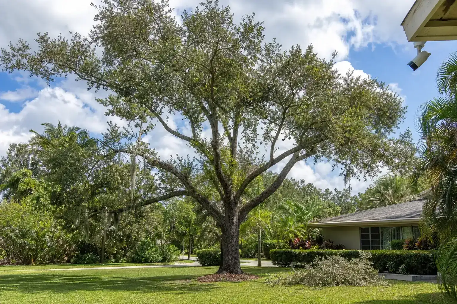 Mature Florida shade tree with branches ready for trimming for how to trim trees near security cameras safely