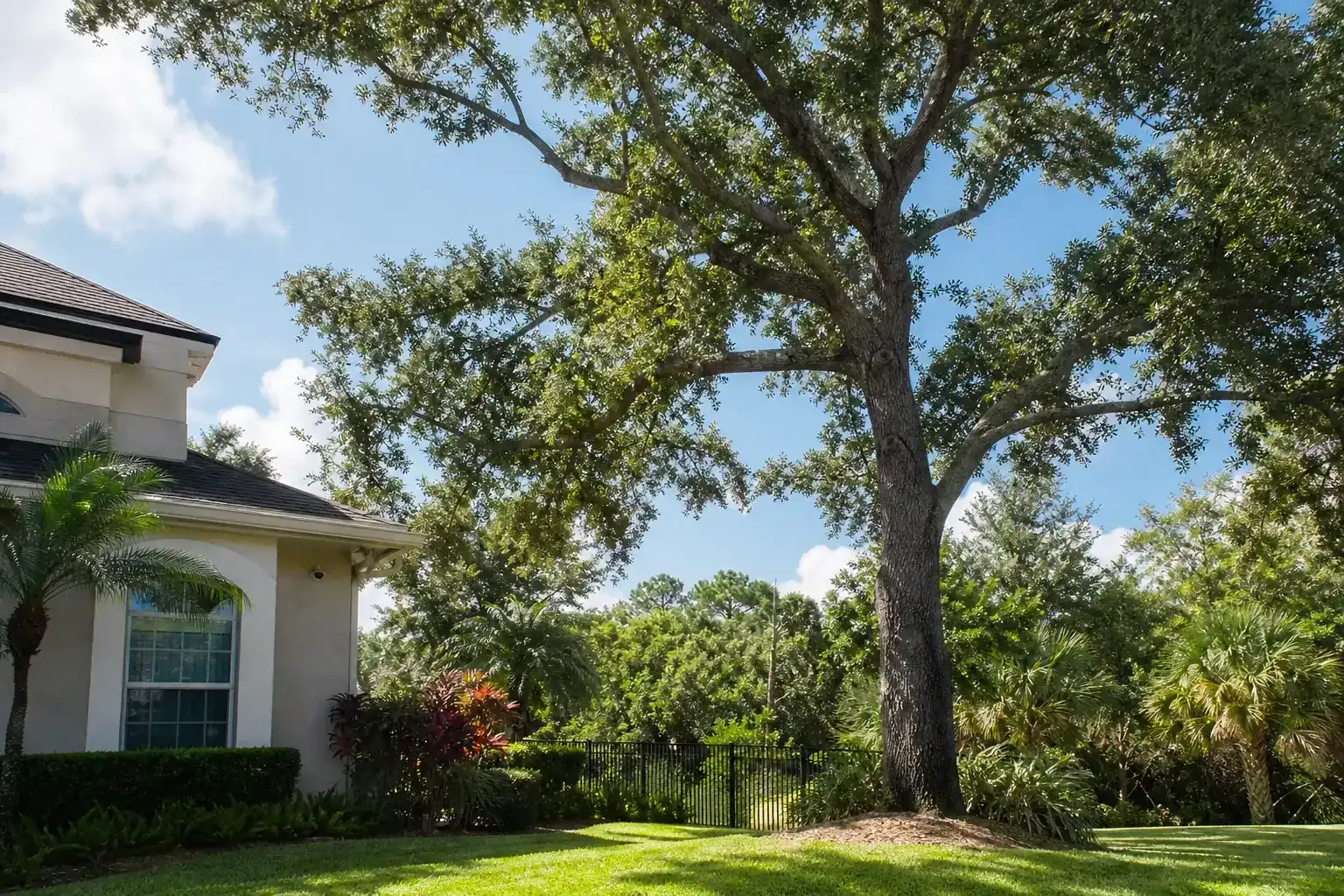 Mature Florida shade tree with branches ready for trimming during a discussion of what to evaluate before any branch is cut