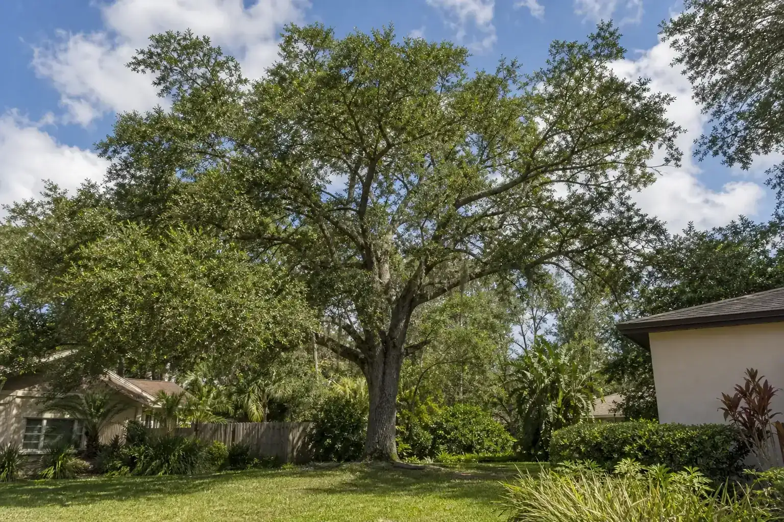 Mature Florida shade tree with branches ready for trimming during a discussion of benefits of regular tree maintenance in oak hill, fl