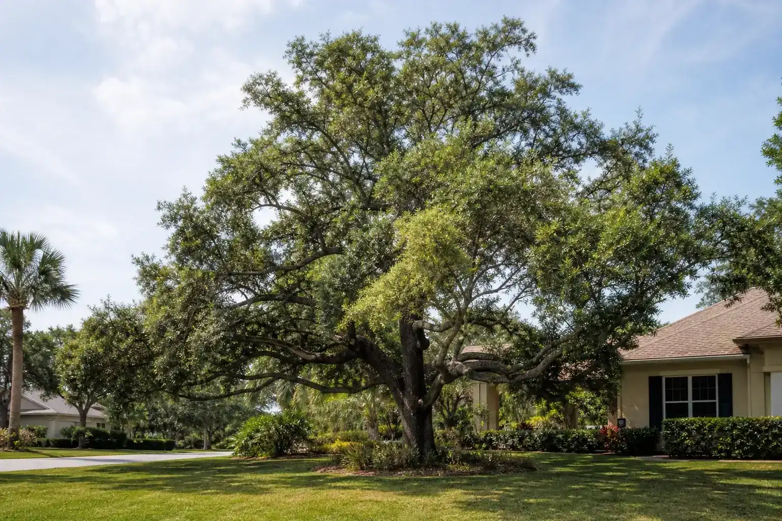 Mature Florida shade tree with branches ready for trimming for tree trimming oak hill fl for residential lots