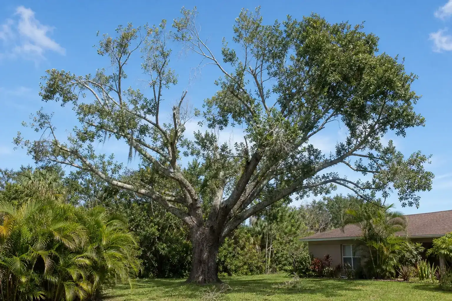 Mature Florida shade tree with branches ready for trimming illustrating understanding tree trimming in oak hill, fl