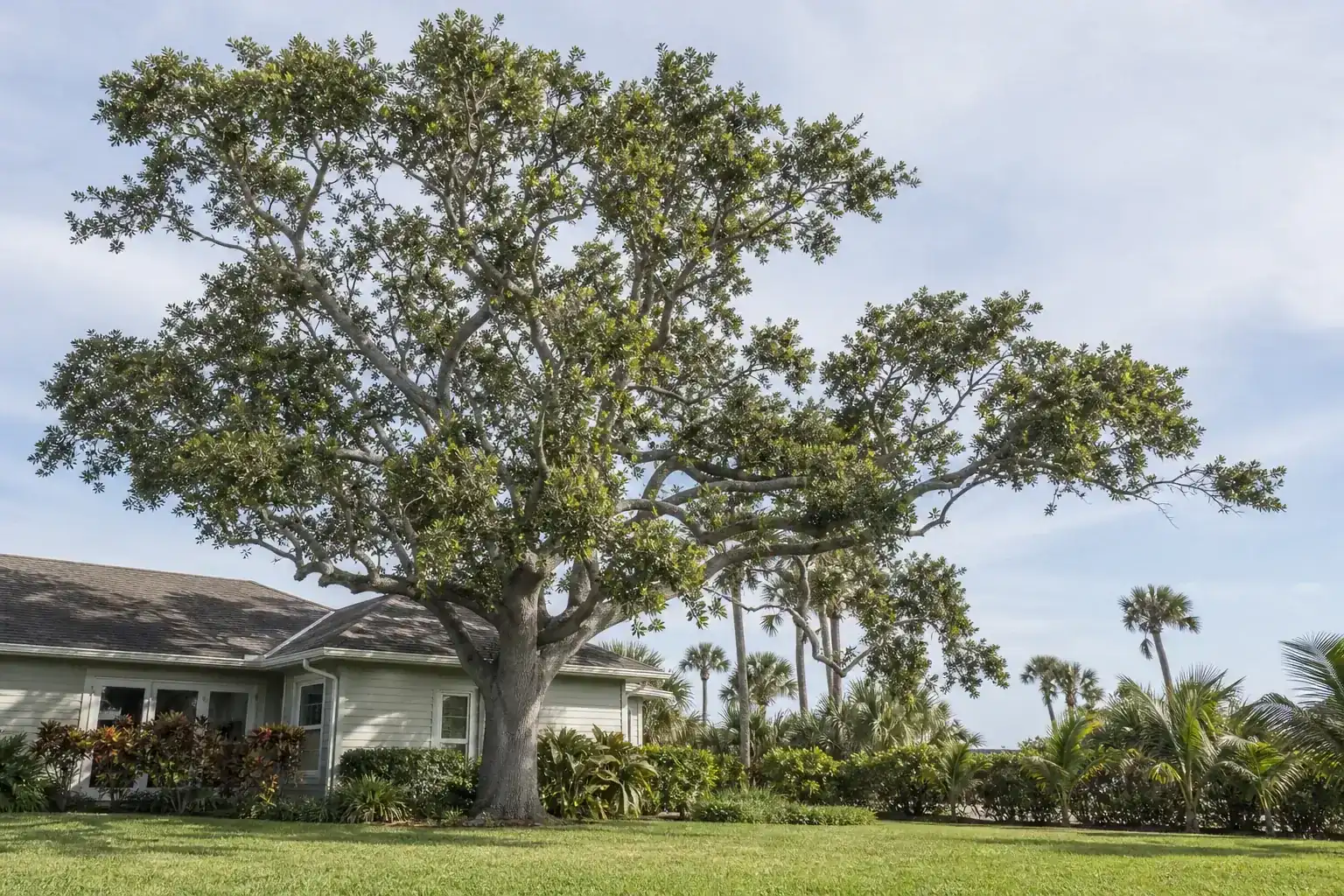 Mature Florida shade tree with branches ready for trimming during a discussion of benefits of regular tree trimming for coastal homes