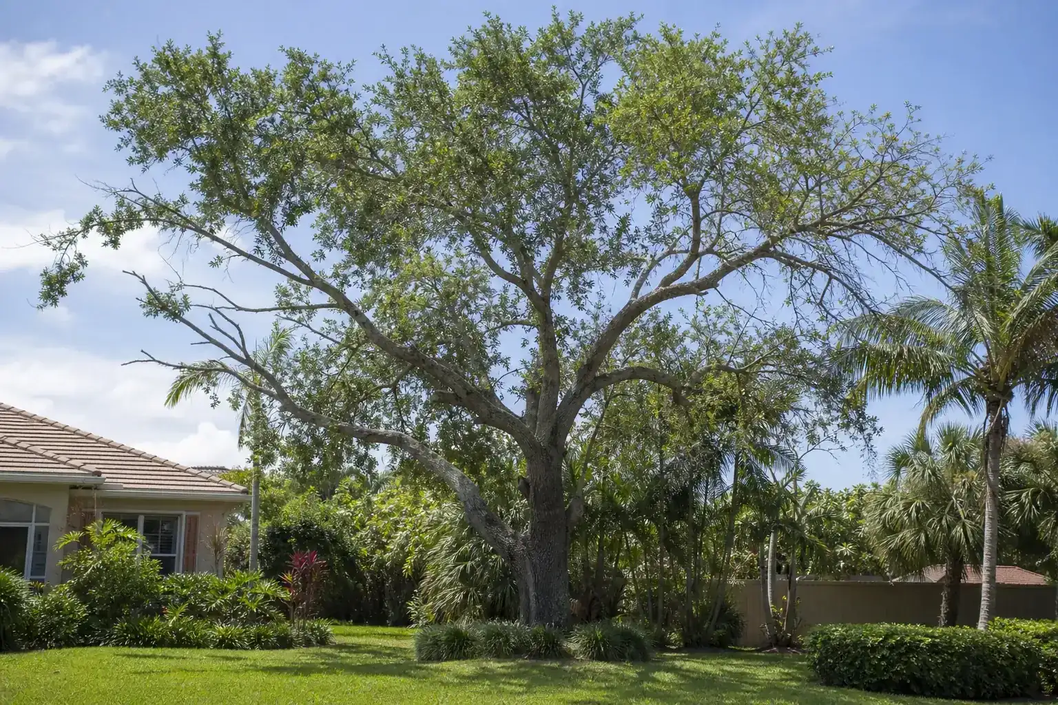 Mature Florida shade tree with branches ready for trimming illustrating understanding professional tree trimming in daytona beach, fl