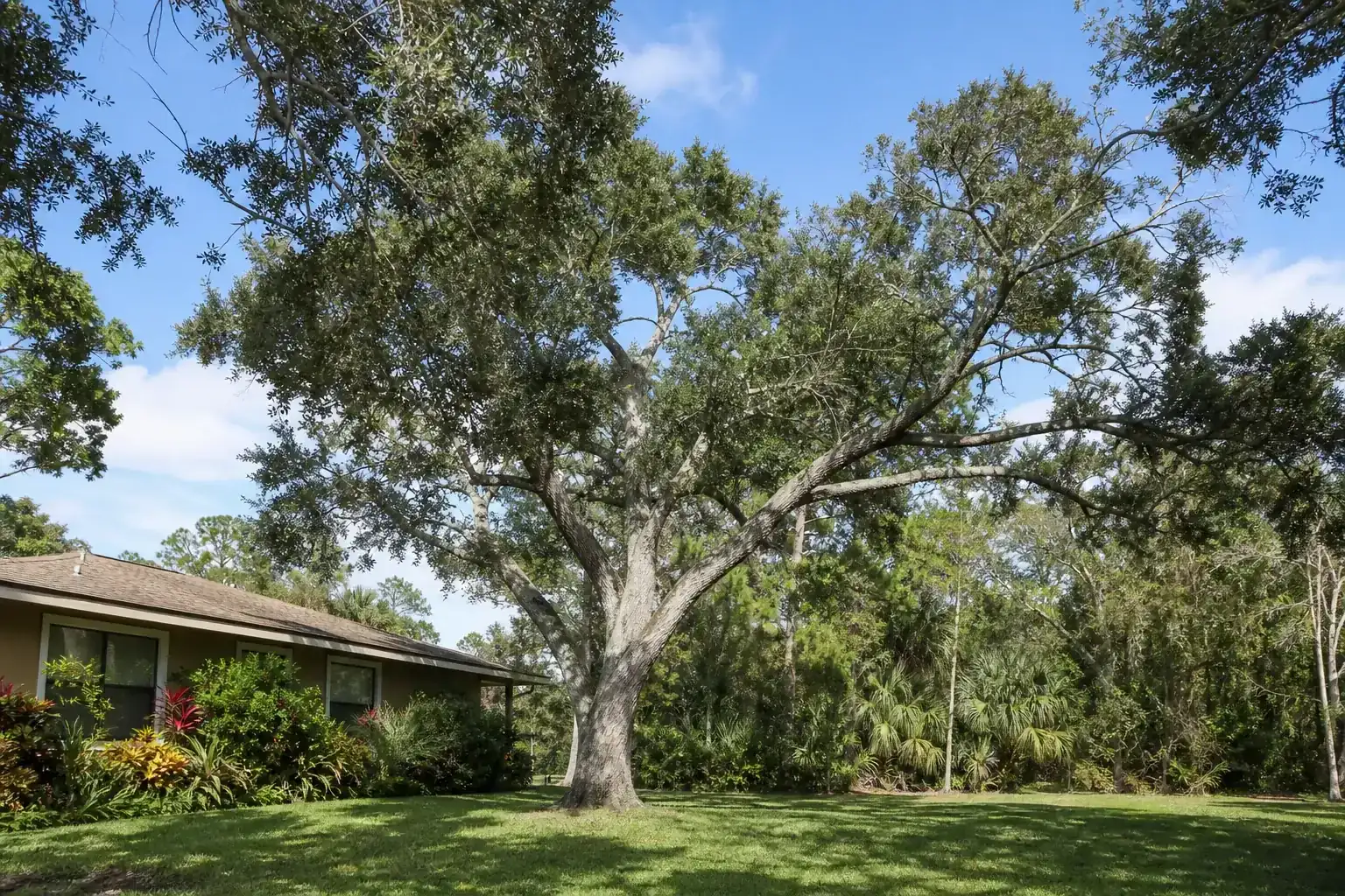 Mature Florida shade tree with branches ready for trimming during a discussion of benefits of professional tree trimming in edgewater, fl