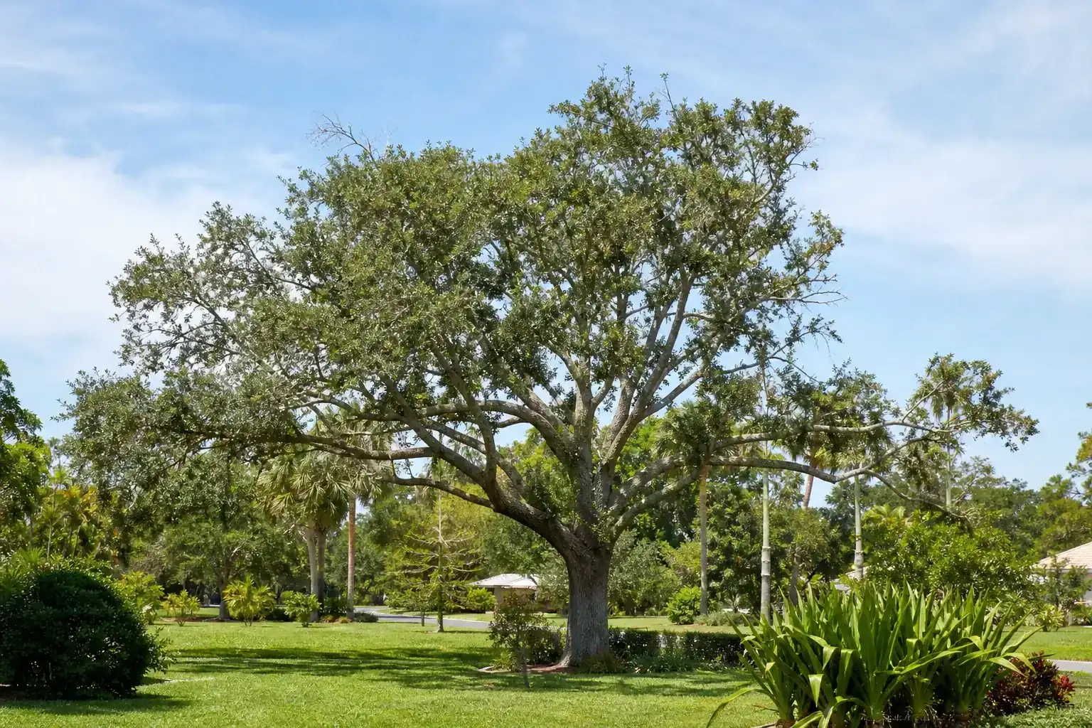 Mature Florida shade tree with branches ready for trimming for tree trimming services in edgewater fl