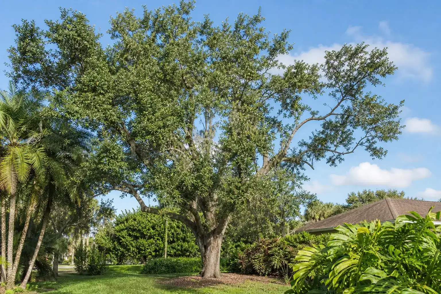 Mature Florida shade tree with branches ready for trimming illustrating understanding tree trimming services in edgewater, fl