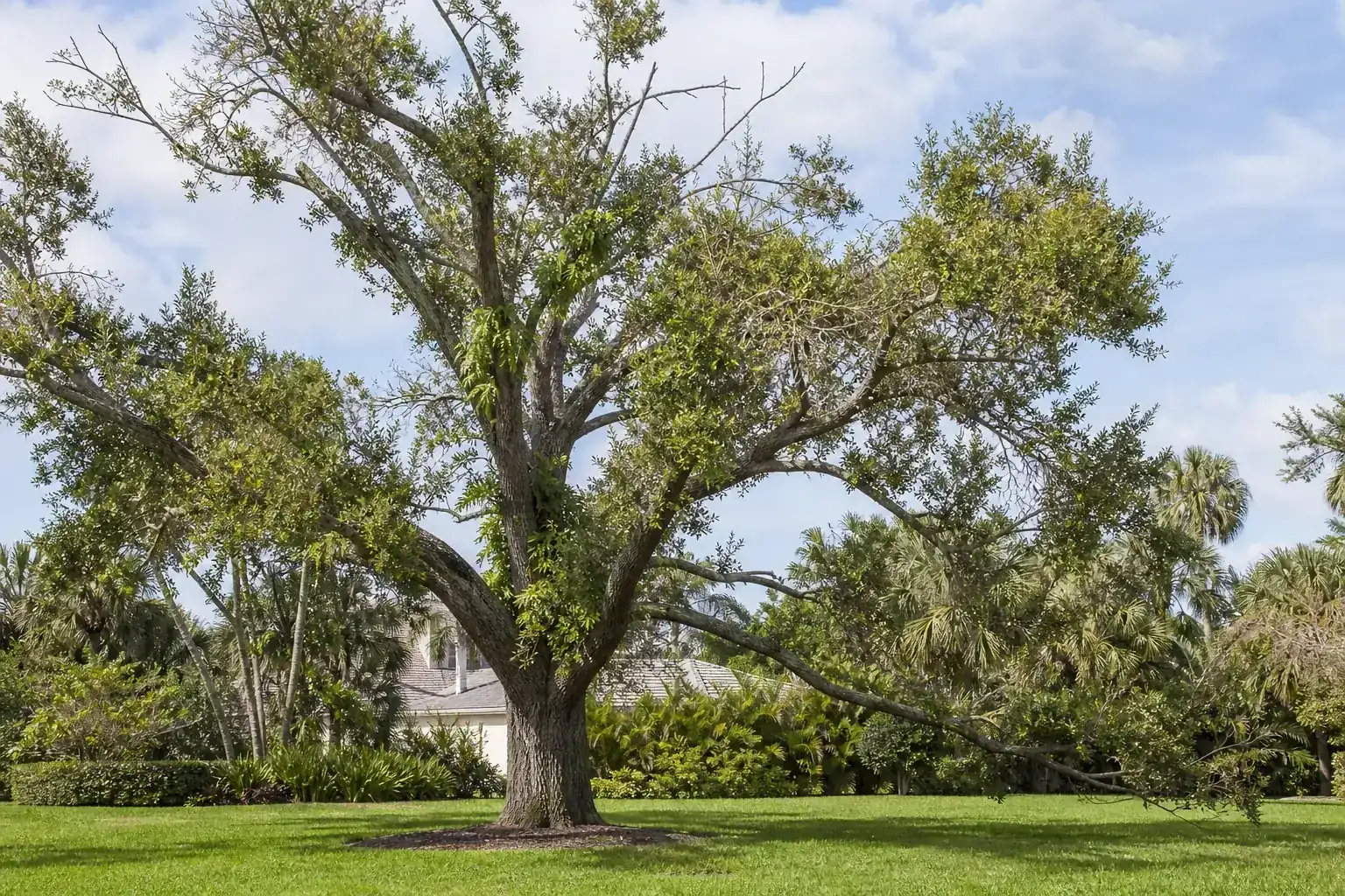 Mature Florida shade tree with branches ready for trimming illustrating benefits of professional tree trimming in holly hill Mature Florida shade tree with branches ready for trimming illustrating benefits of professional tree trimming in holly hill